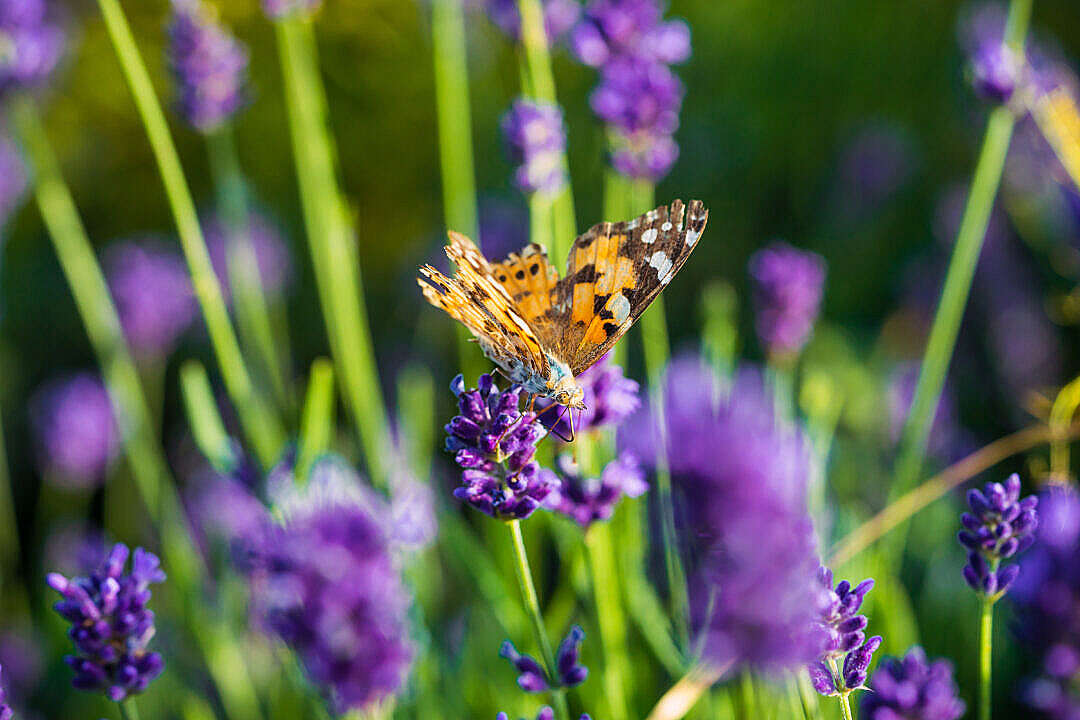 Download Butterfly Looking For Nectar in Lavender Field FREE Stock Photo