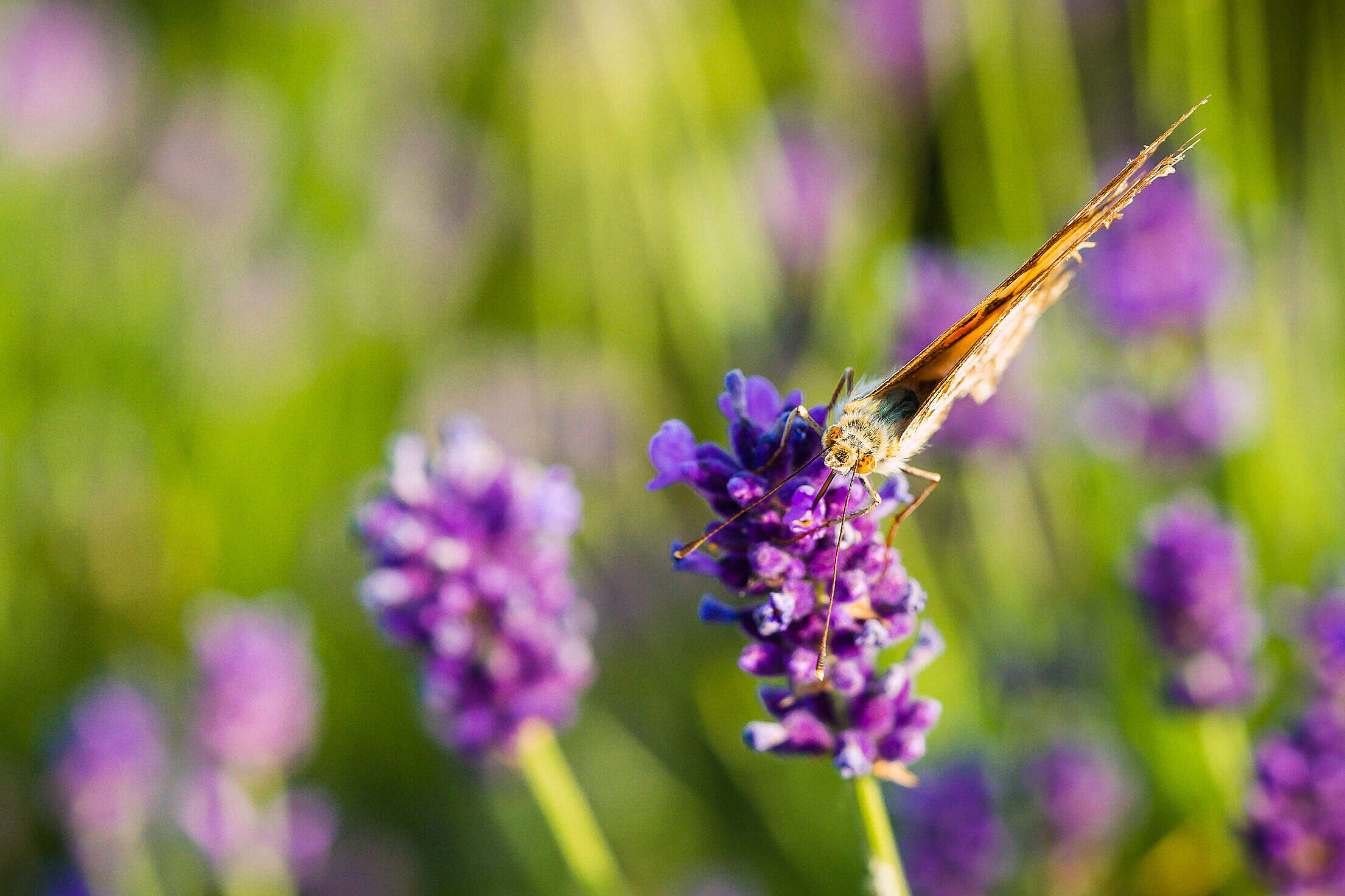 Butterfly on a Lavender Flower Free Stock Photo