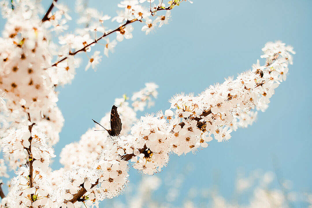 Download Butterfly on an Apple-Tree FREE Stock Photo