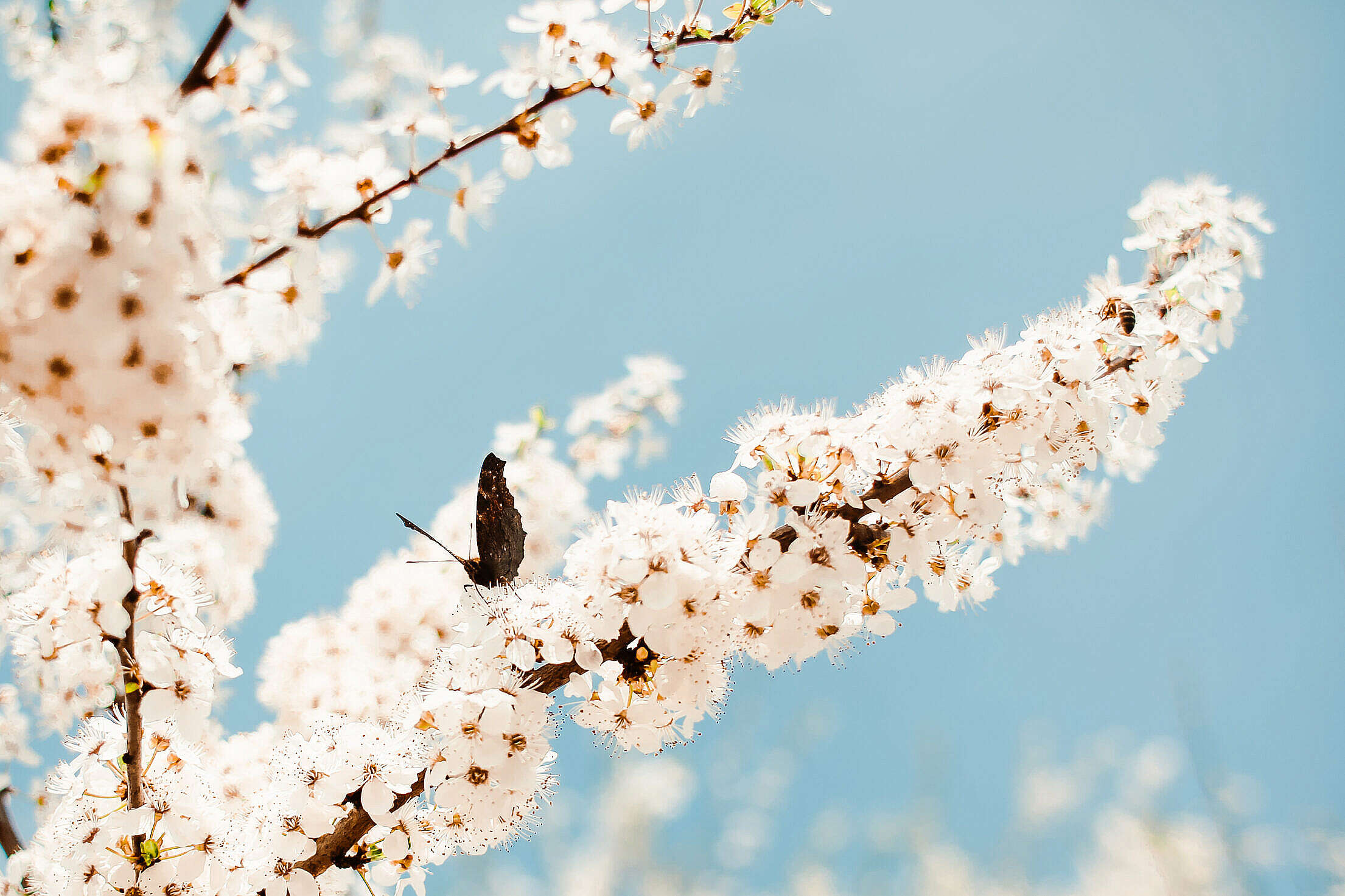 Butterfly on an Apple-Tree Free Stock Photo