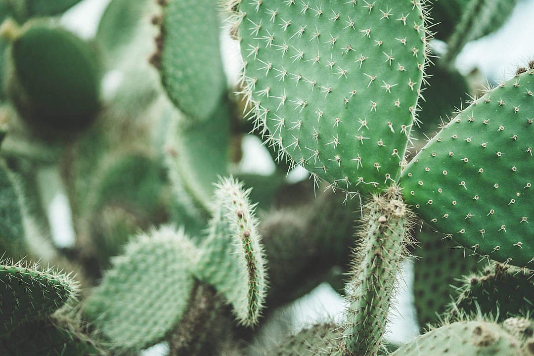 Download Cactus Close Up FREE Stock Photo
