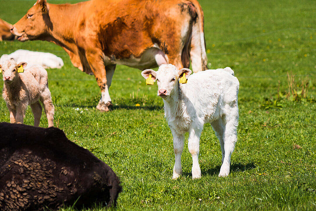 Download Calf White Baby Cow Outside on a Green Pasture FREE Stock Photo