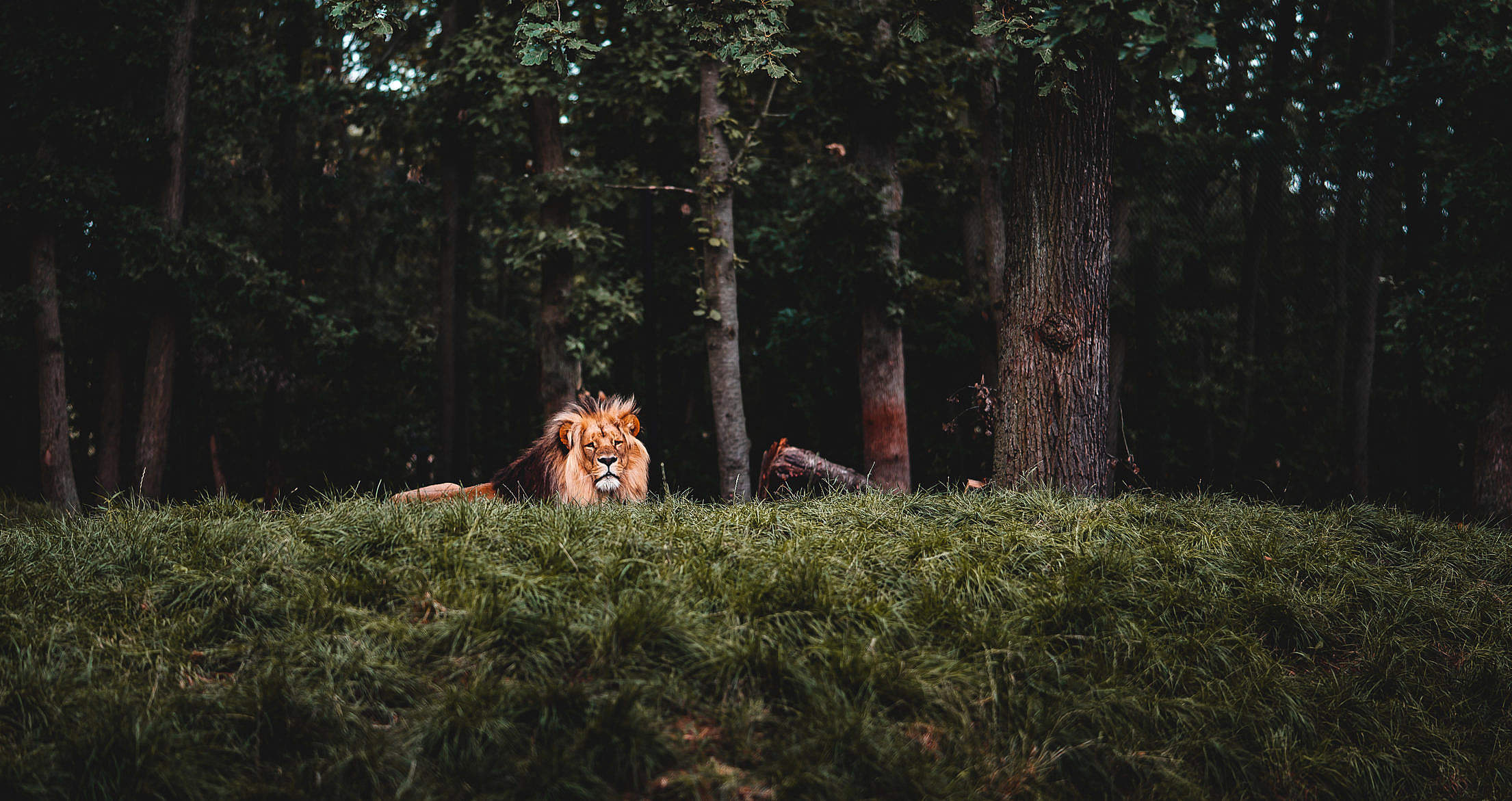 Calm Lion Looking into Camera Free Stock Photo