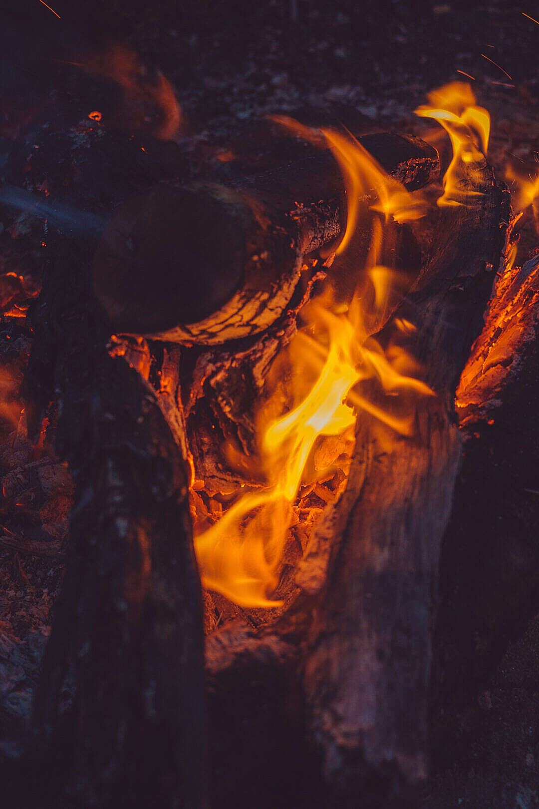 Download Campfire FREE Stock Photo