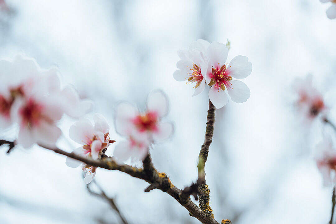 Download Close Up of Almond Blossoms FREE Stock Photo