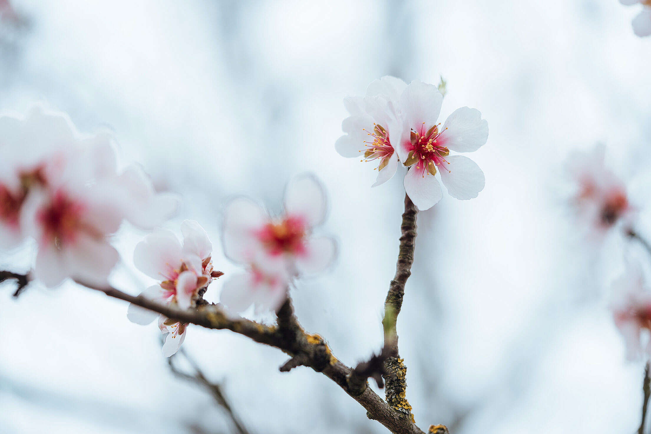 Close Up of Almond Blossoms Free Stock Photo