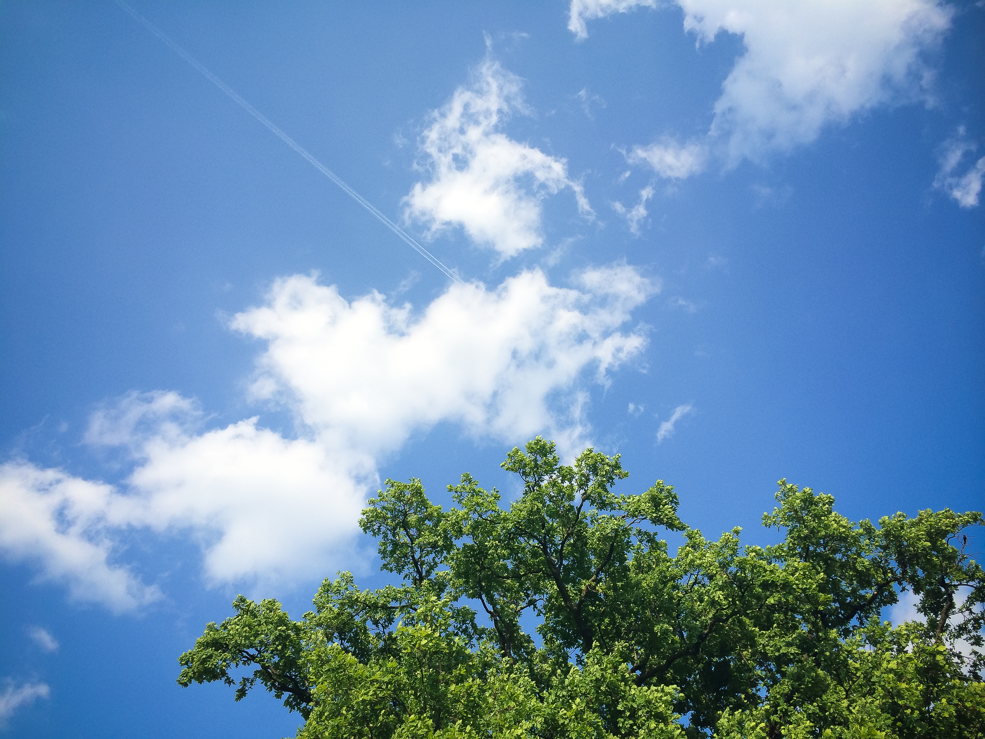 Clouds with Tree Free Stock Photo | picjumbo