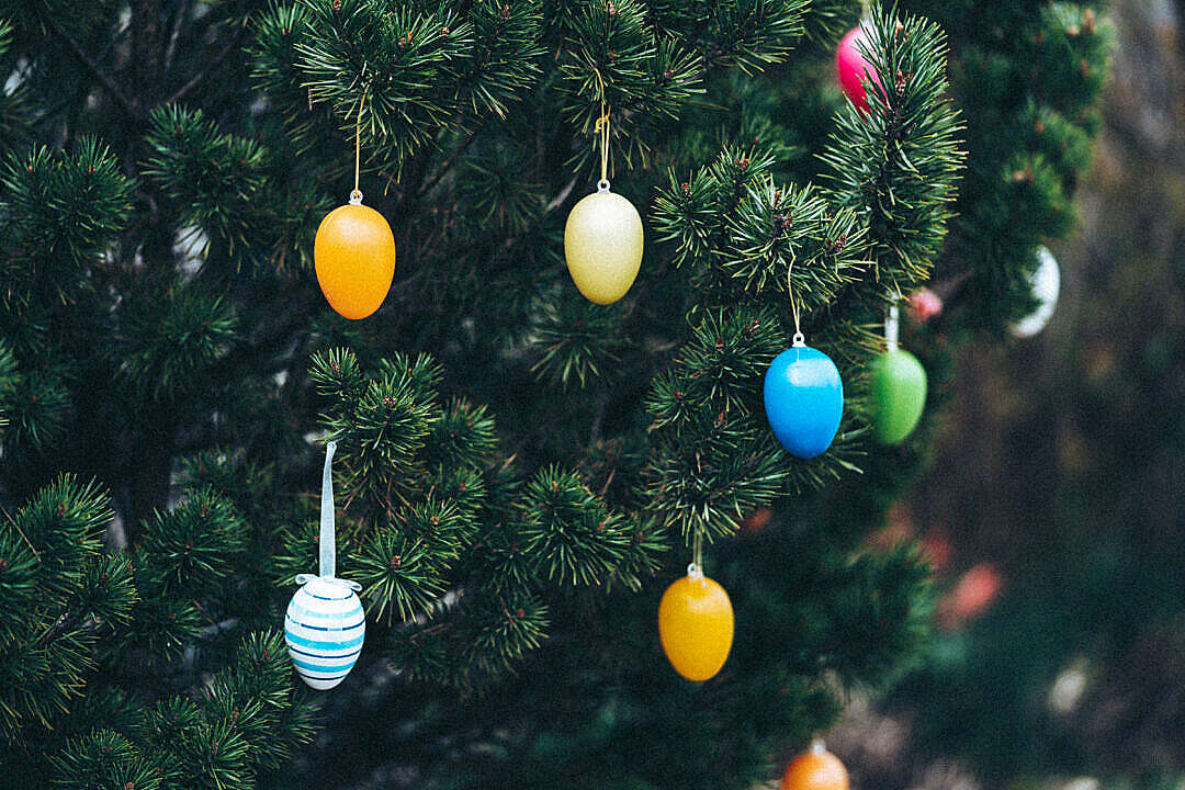 Download Colored Easter Eggs on a Tree FREE Stock Photo