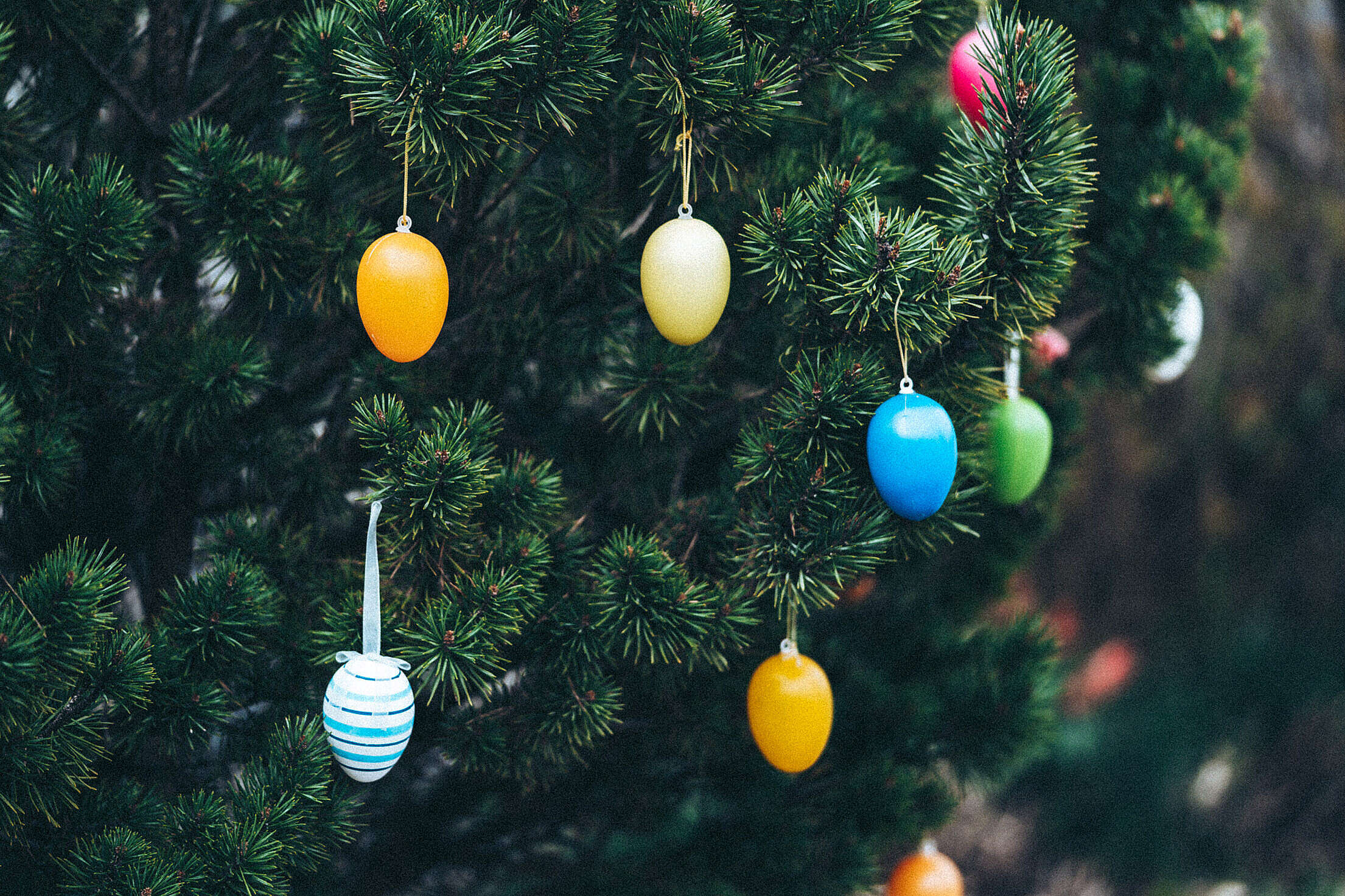 Colored Easter Eggs on a Tree Free Stock Photo