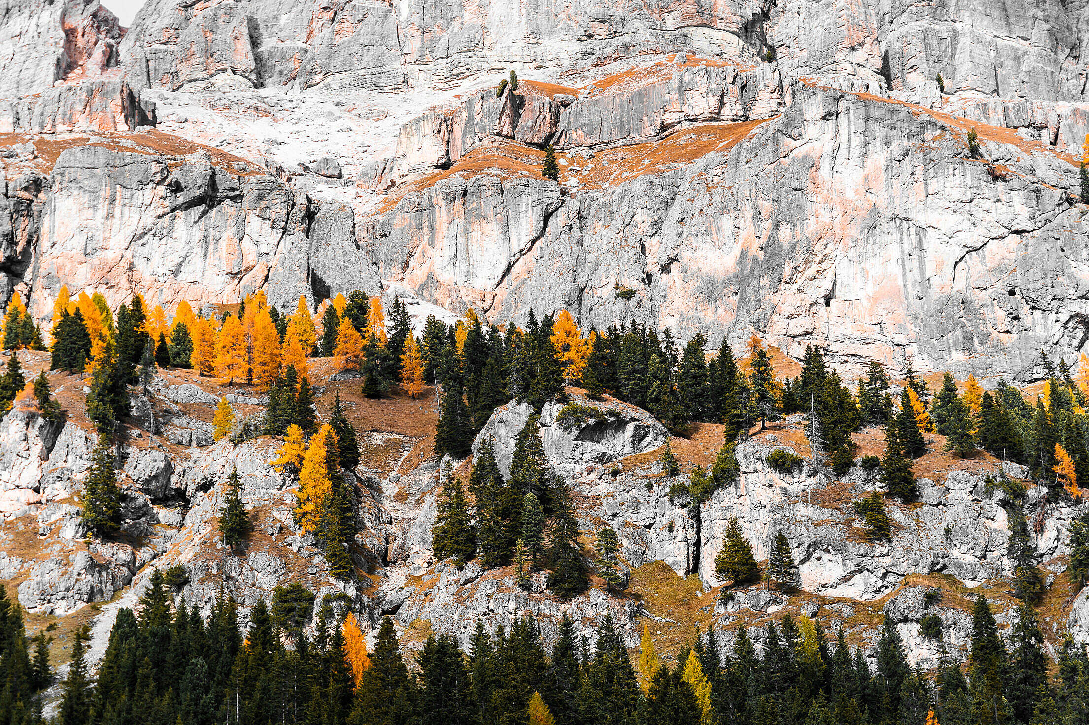Colorful Fall Trees on a Rock Free Stock Photo