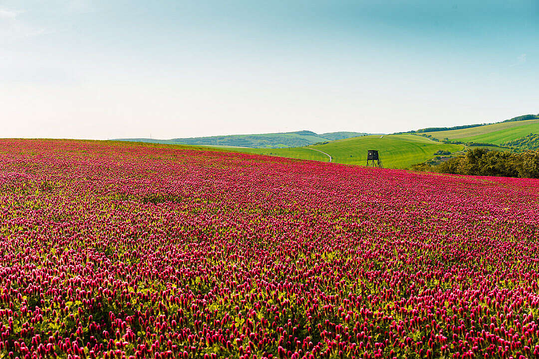 Download Colorful Fields of Red Crimson Clover with a Raised Hide FREE Stock Photo