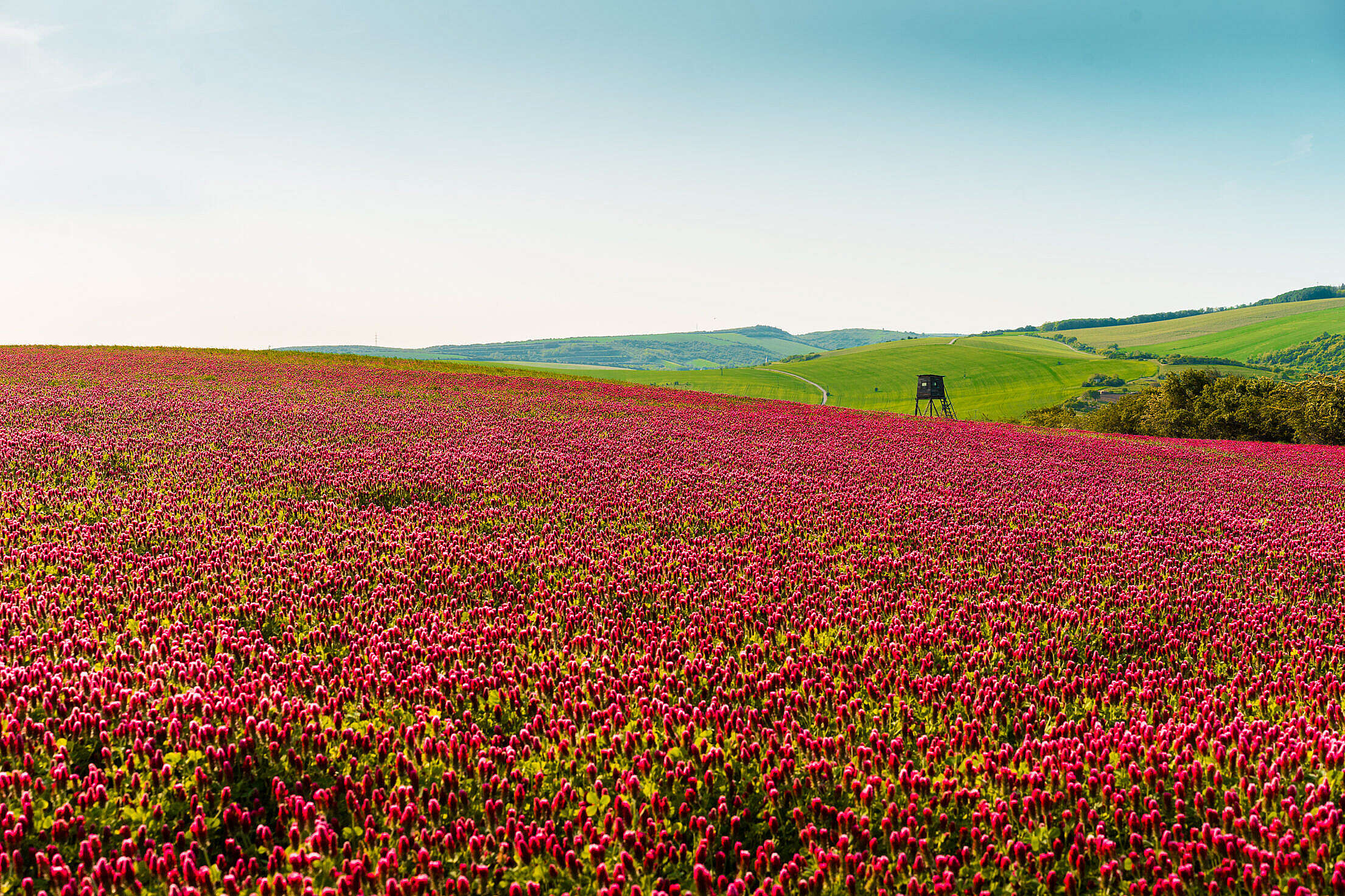 Colorful Fields of Red Crimson Clover with a Raised Hide Free Stock Photo