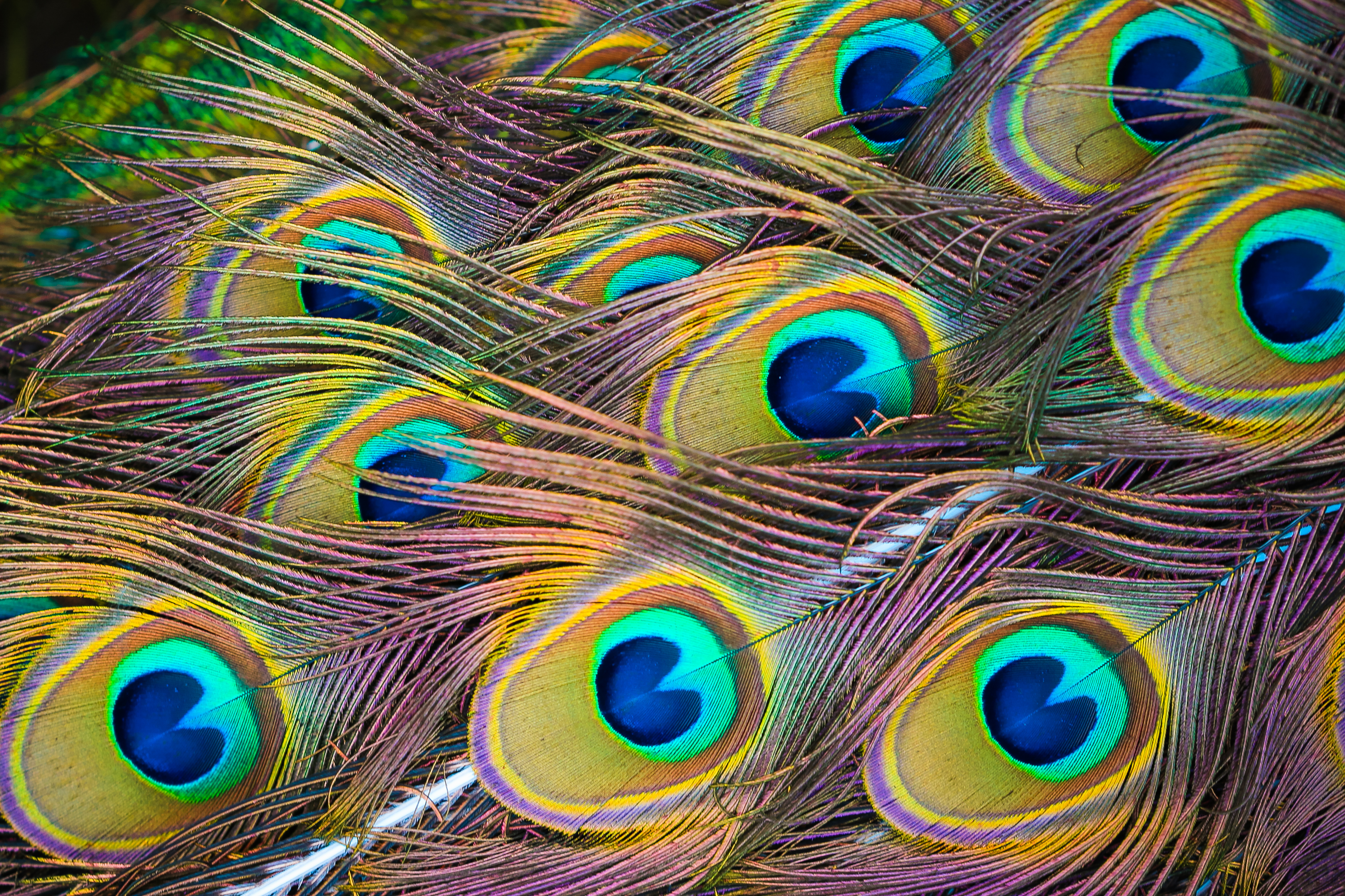 colorful peacock tail