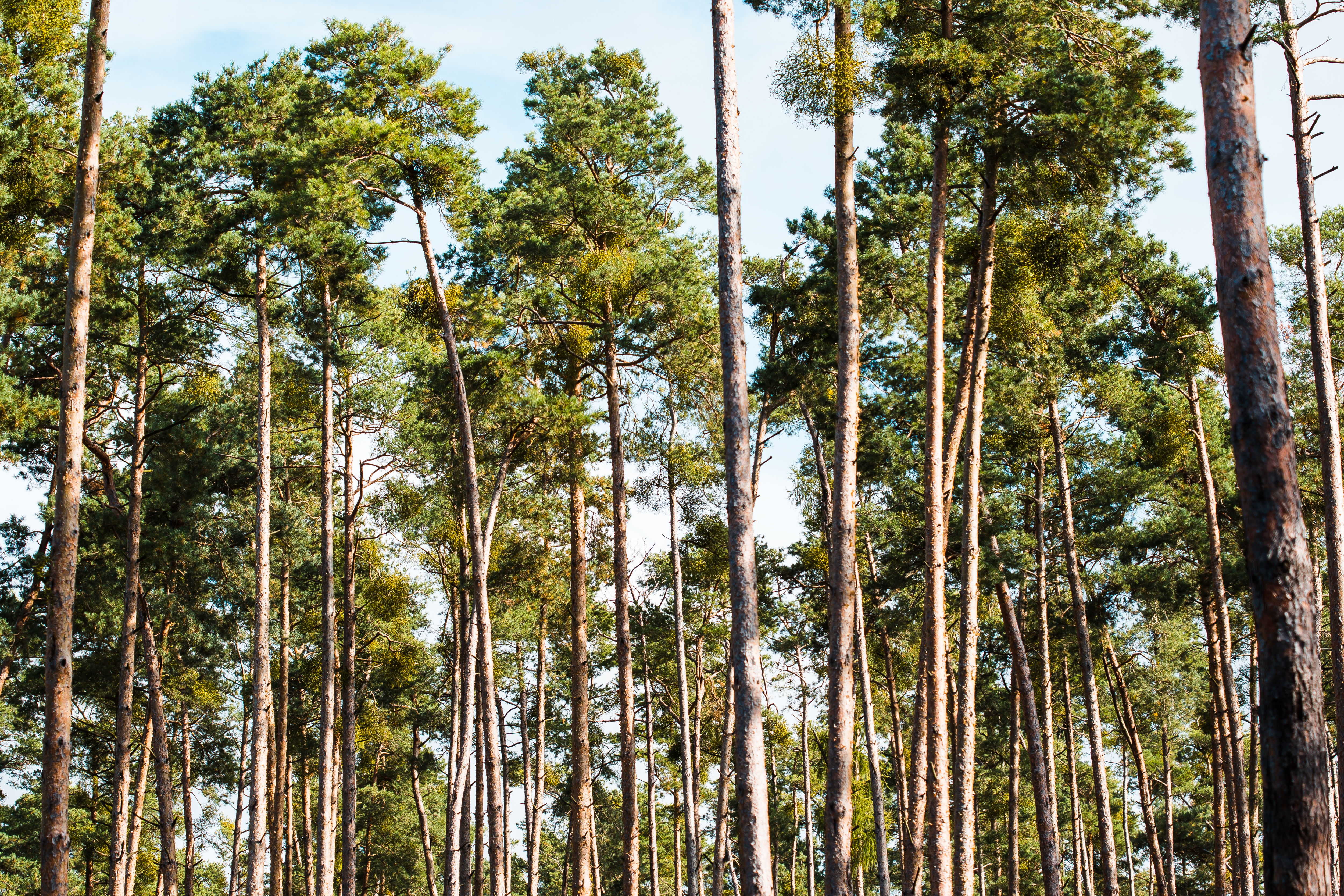 SCARICA TREETOPS