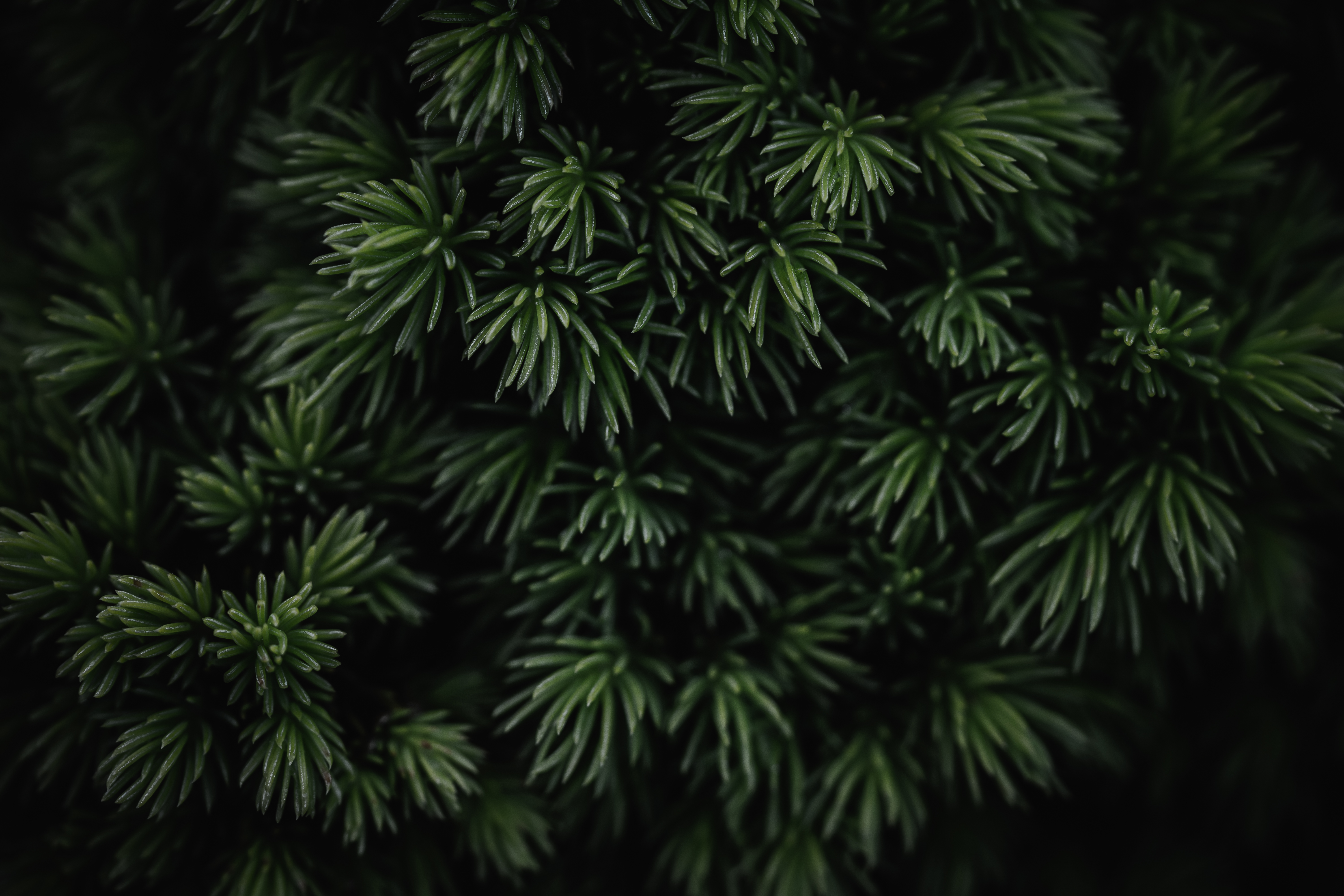 green pine forest background