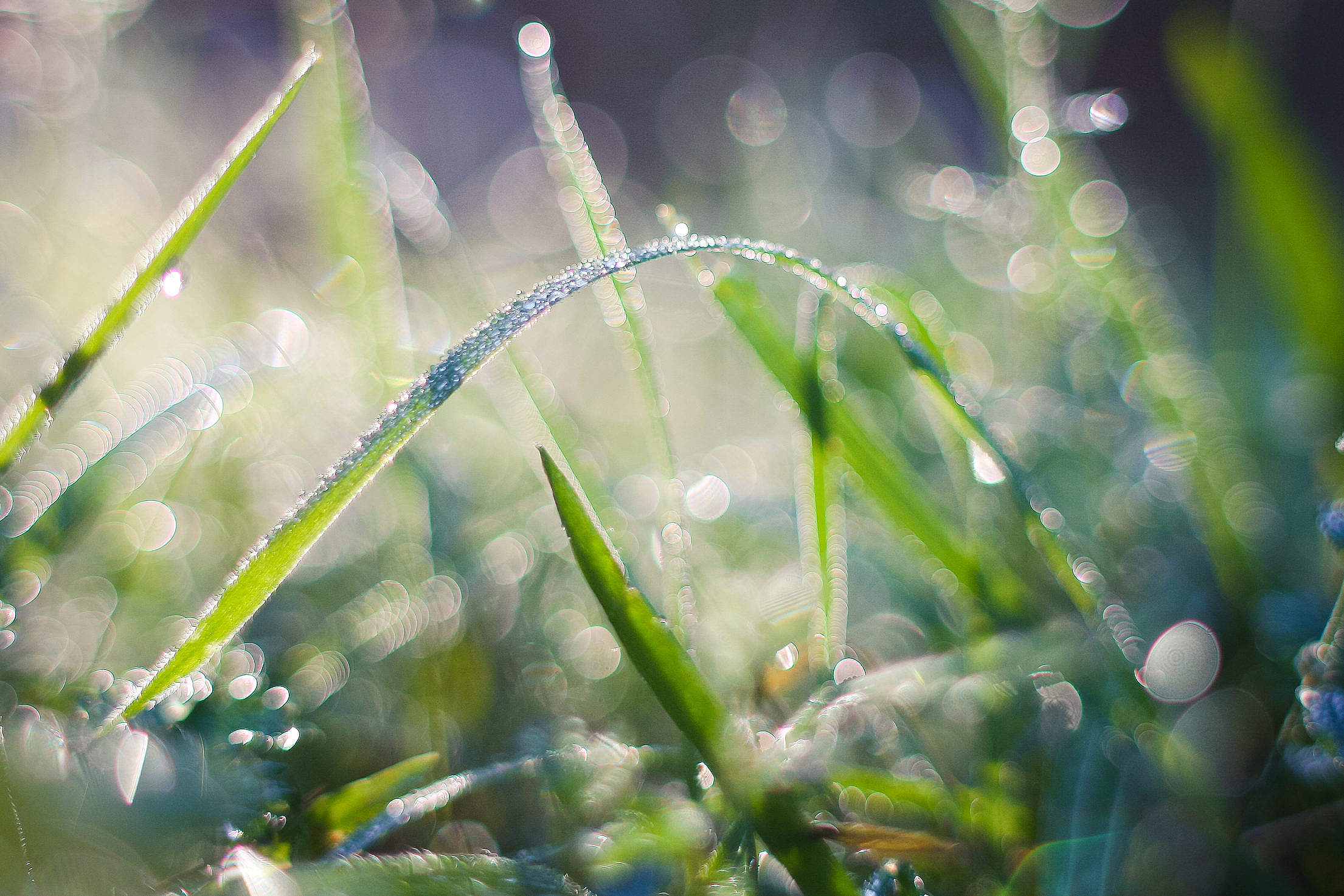 Cool Dew Free Stock Photo | picjumbo