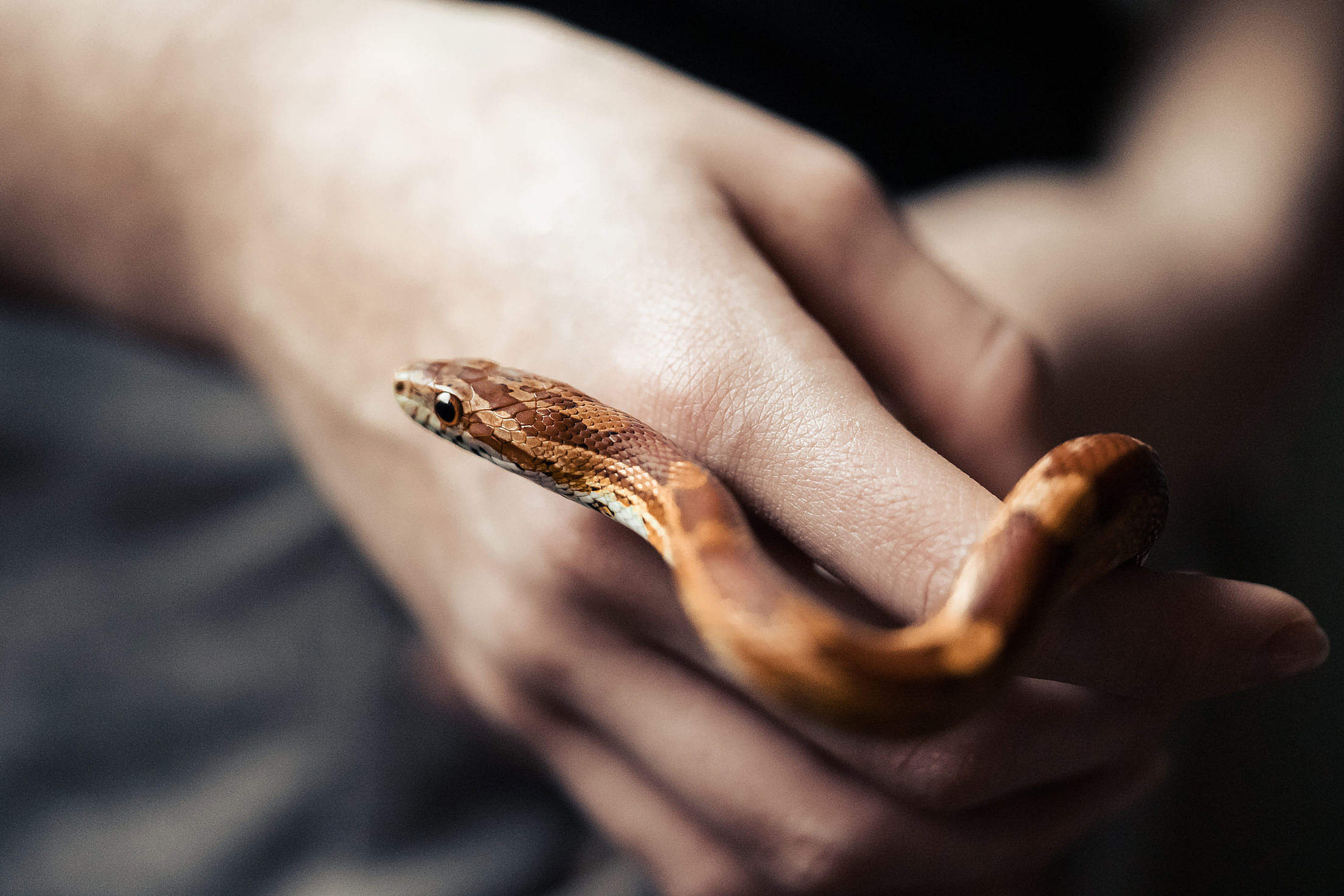 Corn Snake in Hands Free Stock Photo