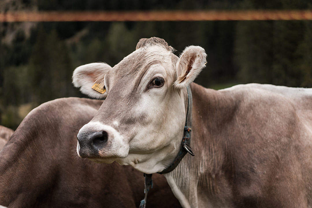 Download Cow FREE Stock Photo