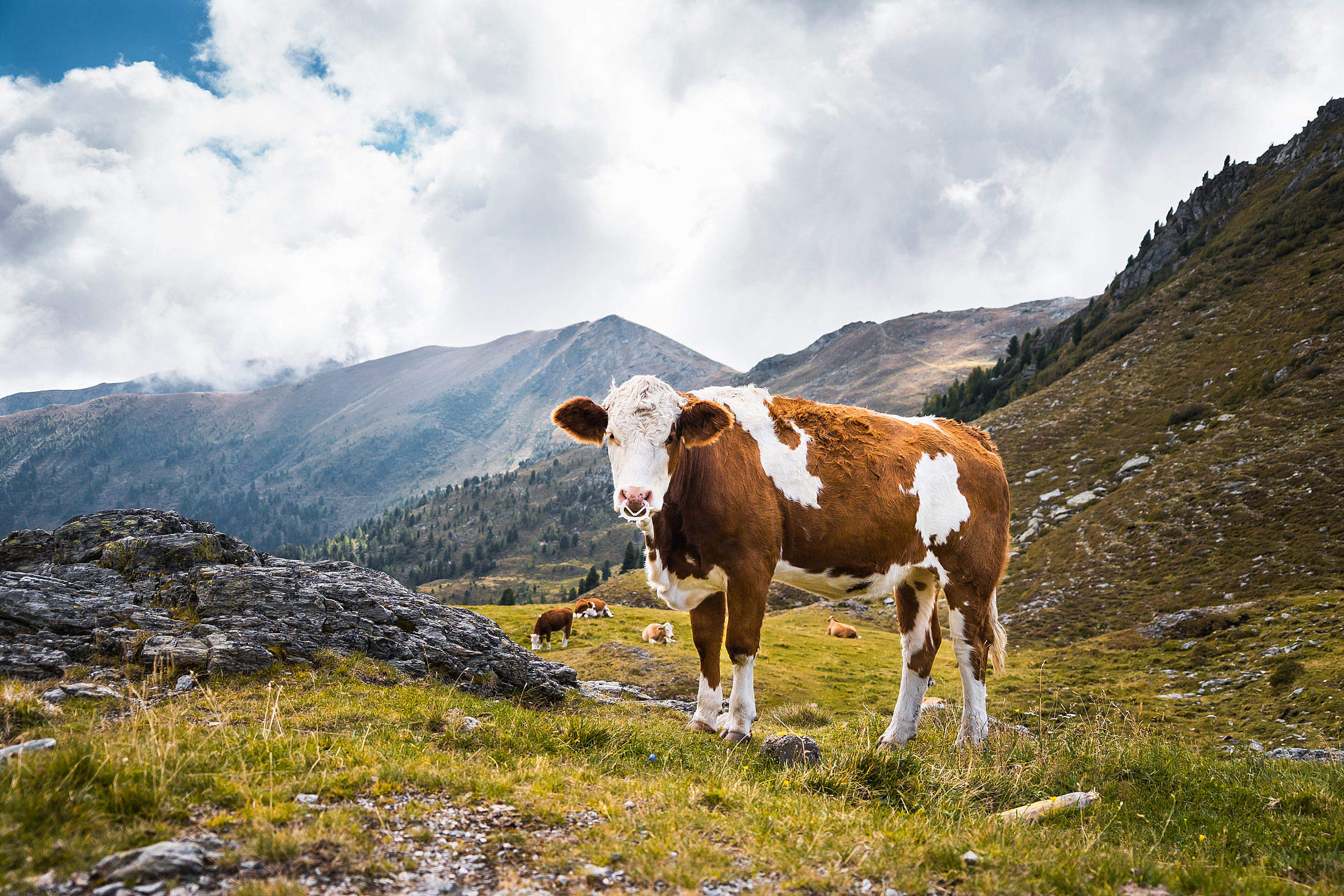 Cow in Mountains Free Stock Photo