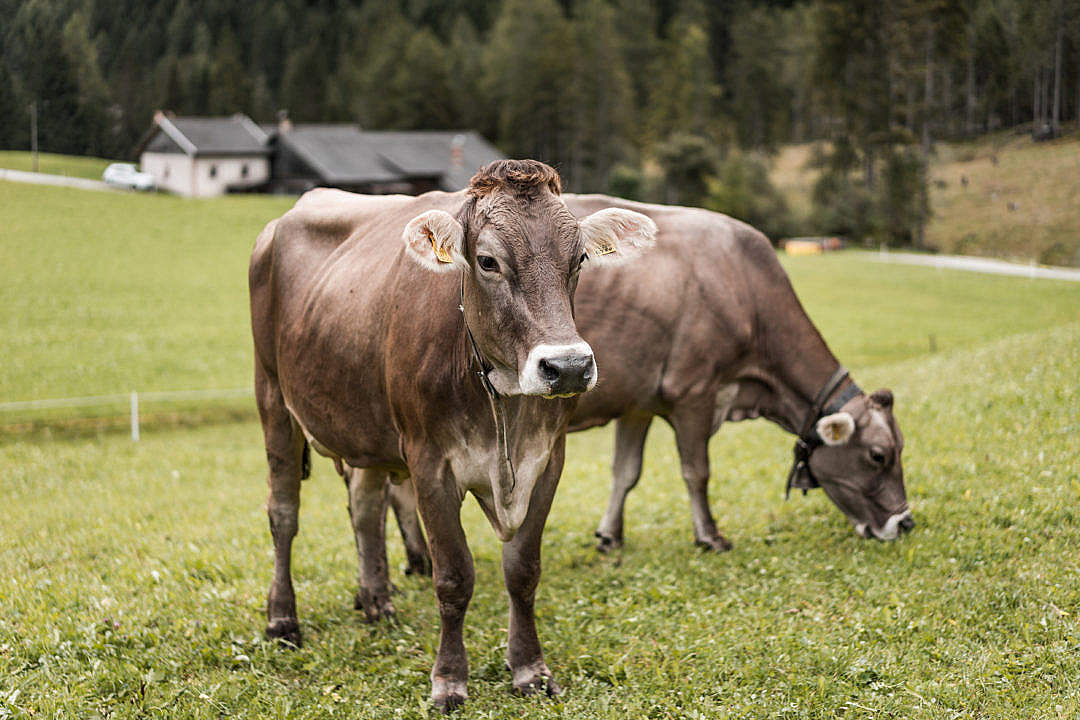 Download Cows on Pasture FREE Stock Photo
