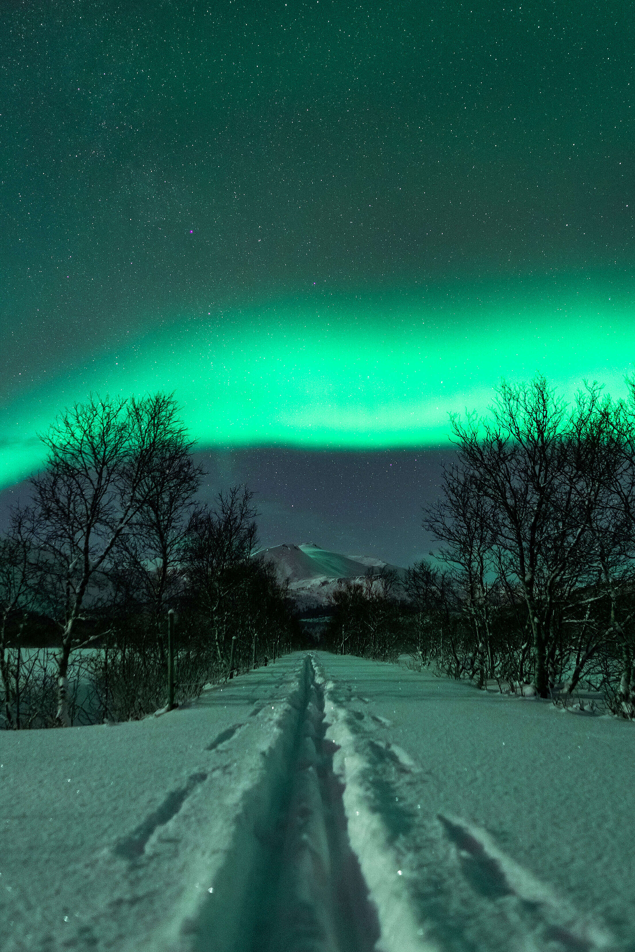 Cross Country Skiing Trail with Northernlights Vertical Free Stock Photo