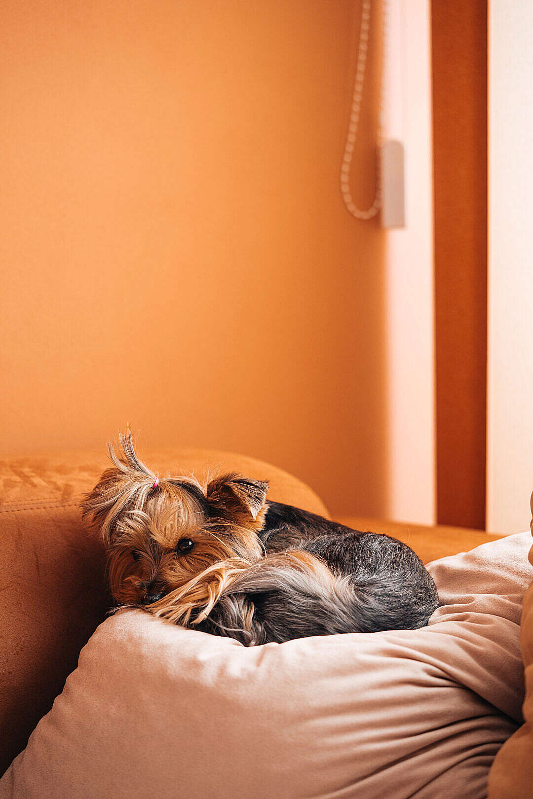 Download Cute Dog Jessie Relaxing on a Pillow FREE Stock Photo