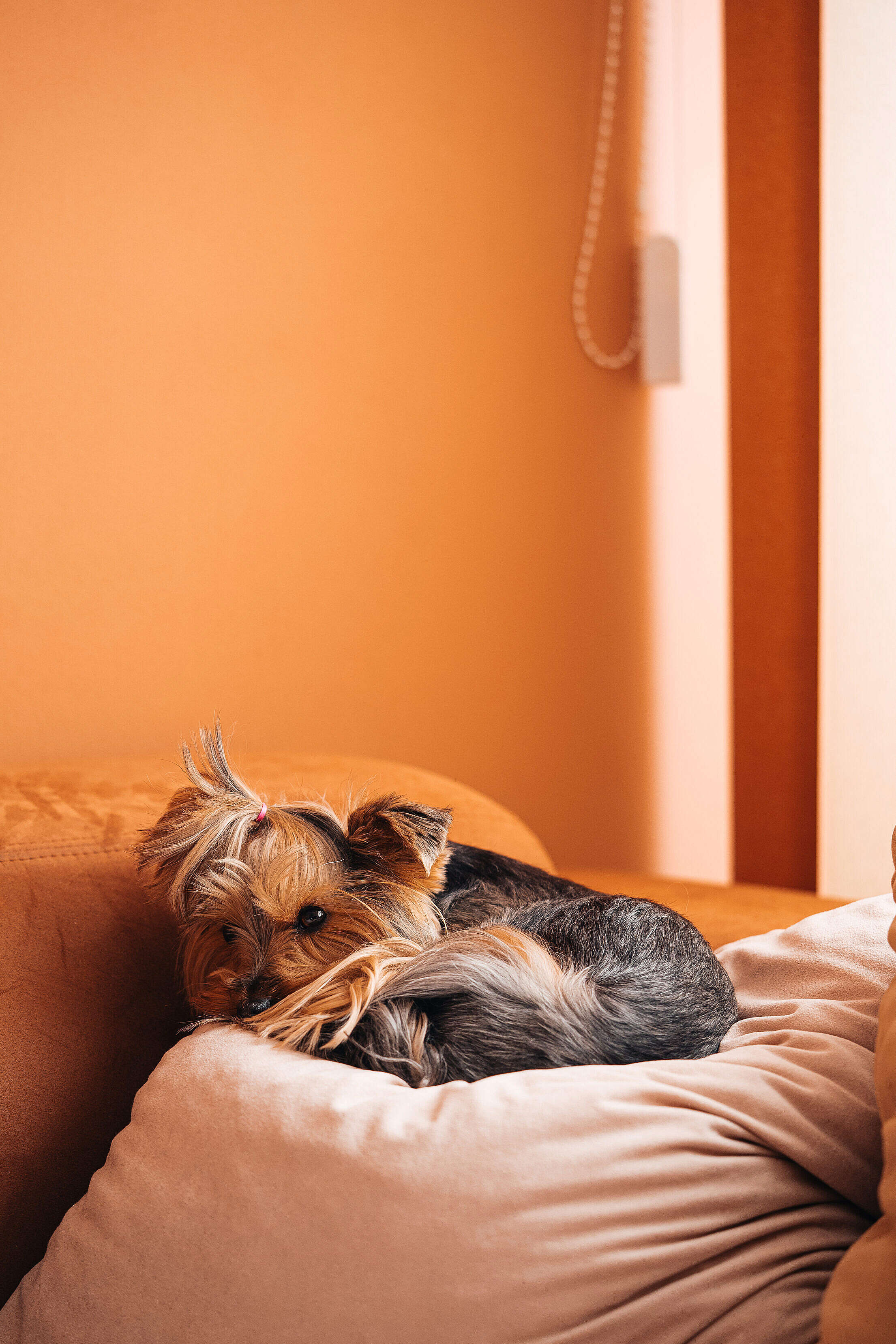 Cute Dog Jessie Relaxing on a Pillow Free Stock Photo
