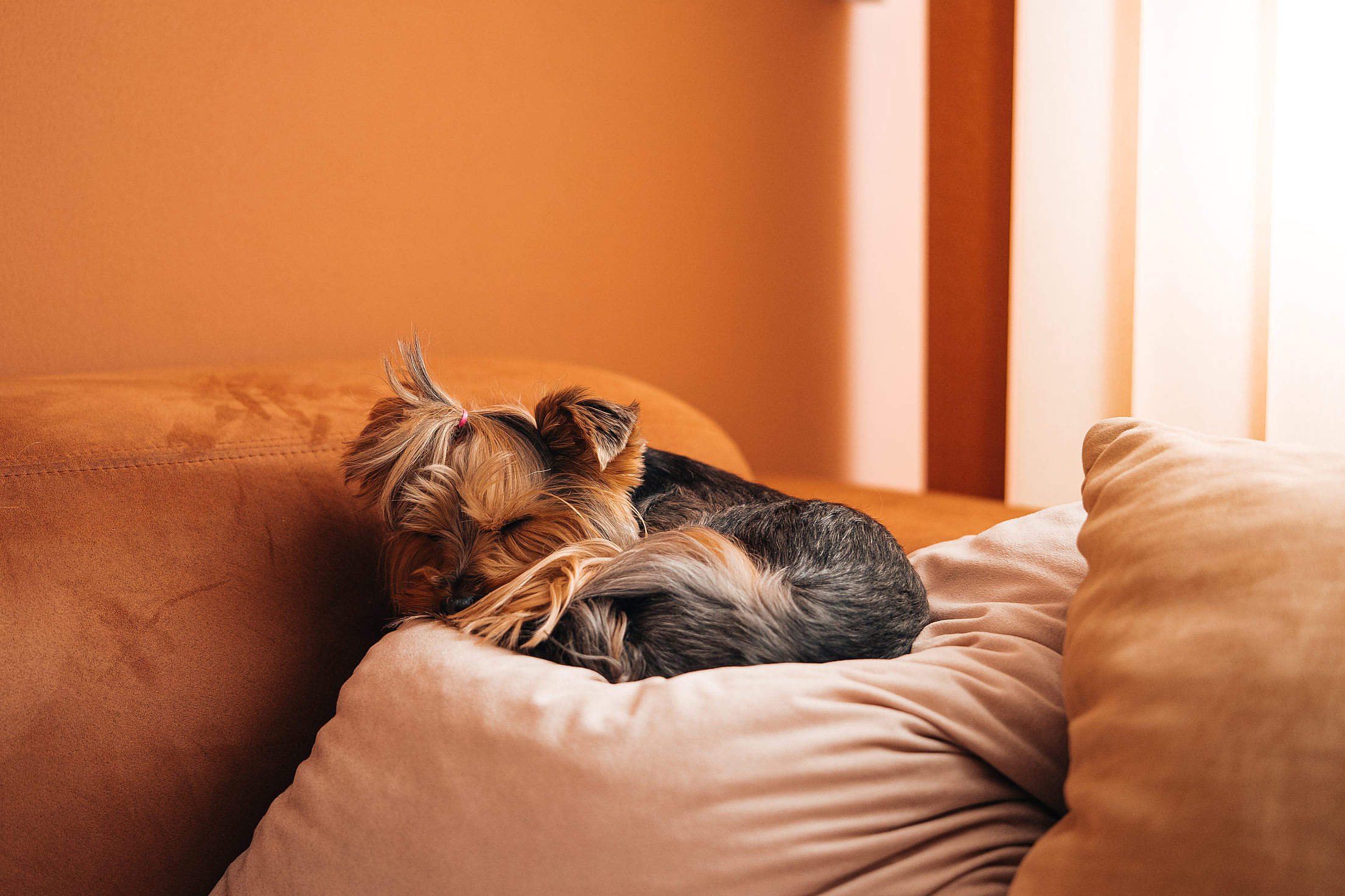 Cute Dog Sleeping on a Sofa Pillow Free Stock Photo | picjumbo