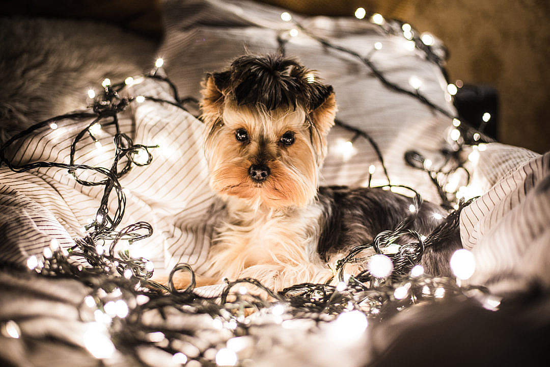 Download Cute Jessie The Dog in Christmas Lights FREE Stock Photo