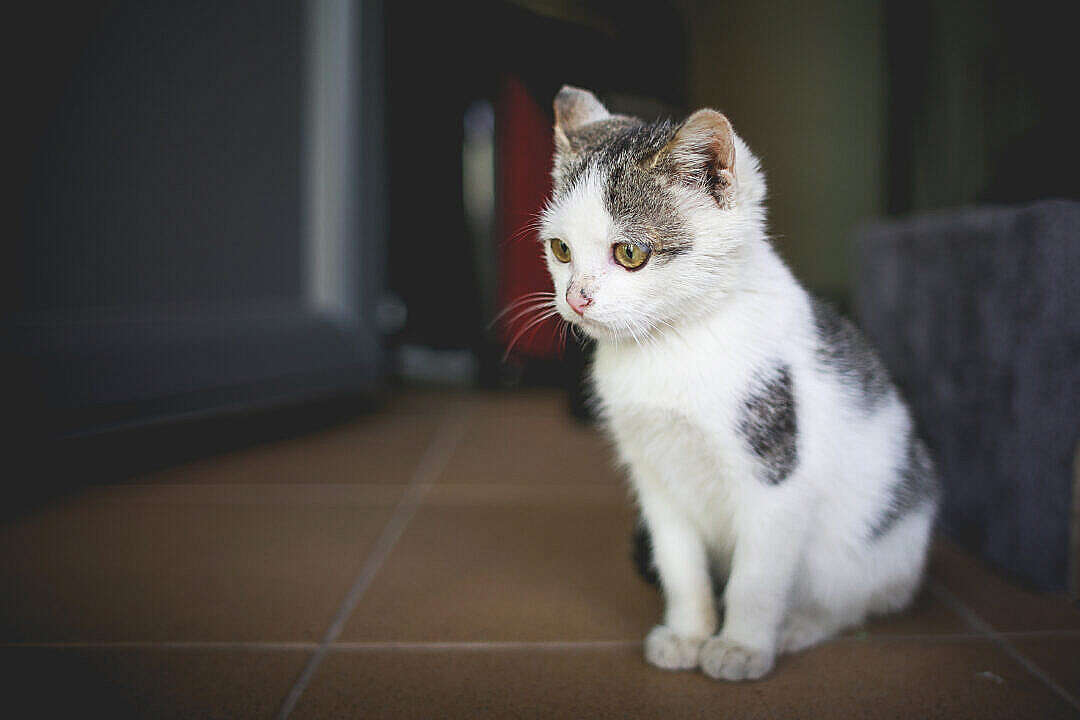 Cute Little Cat at Home