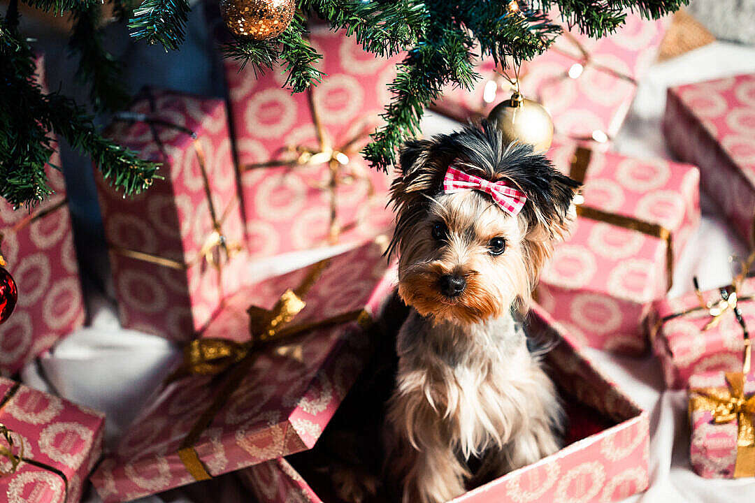 Cute Puppy as a Christmas Present Surprise