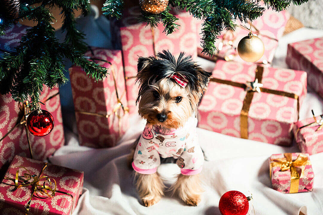 Cute Puppy in Pyjamas Under Christmas Tree