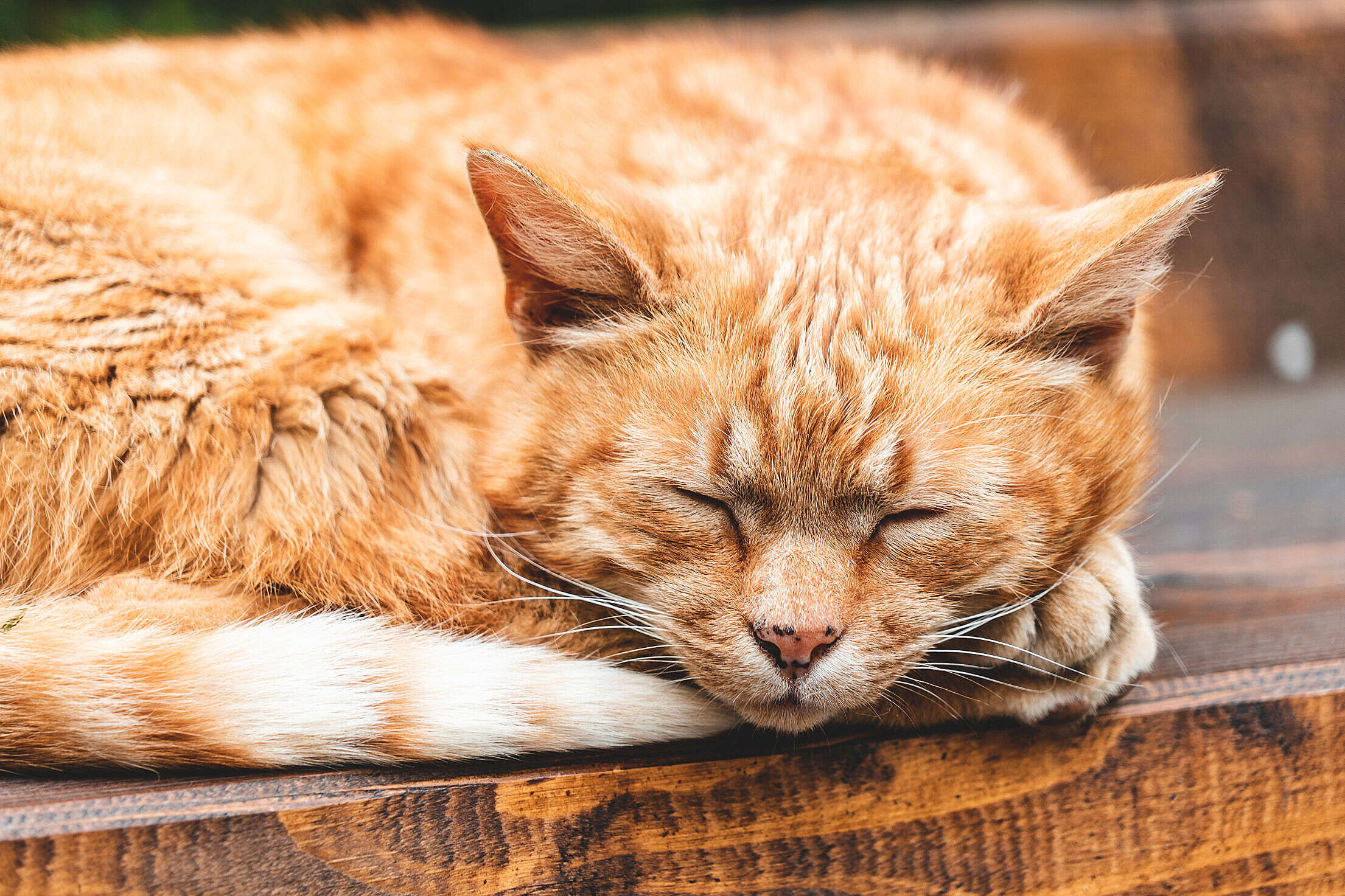 Cute Red Cat Sleeping on The Wood Free Stock Photo