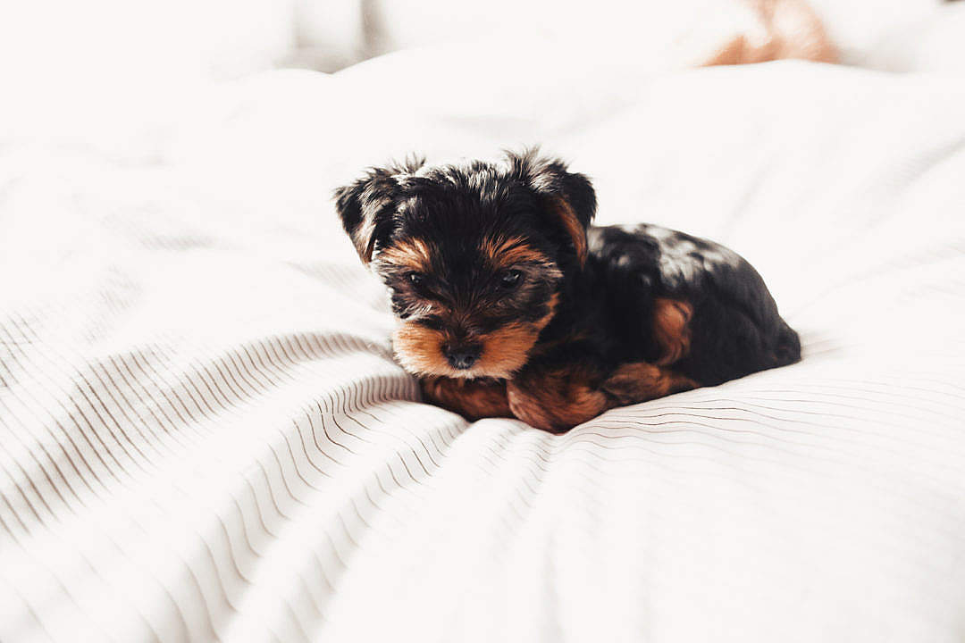 Download Cute Yorkshire Terrier Puppy FREE Stock Photo