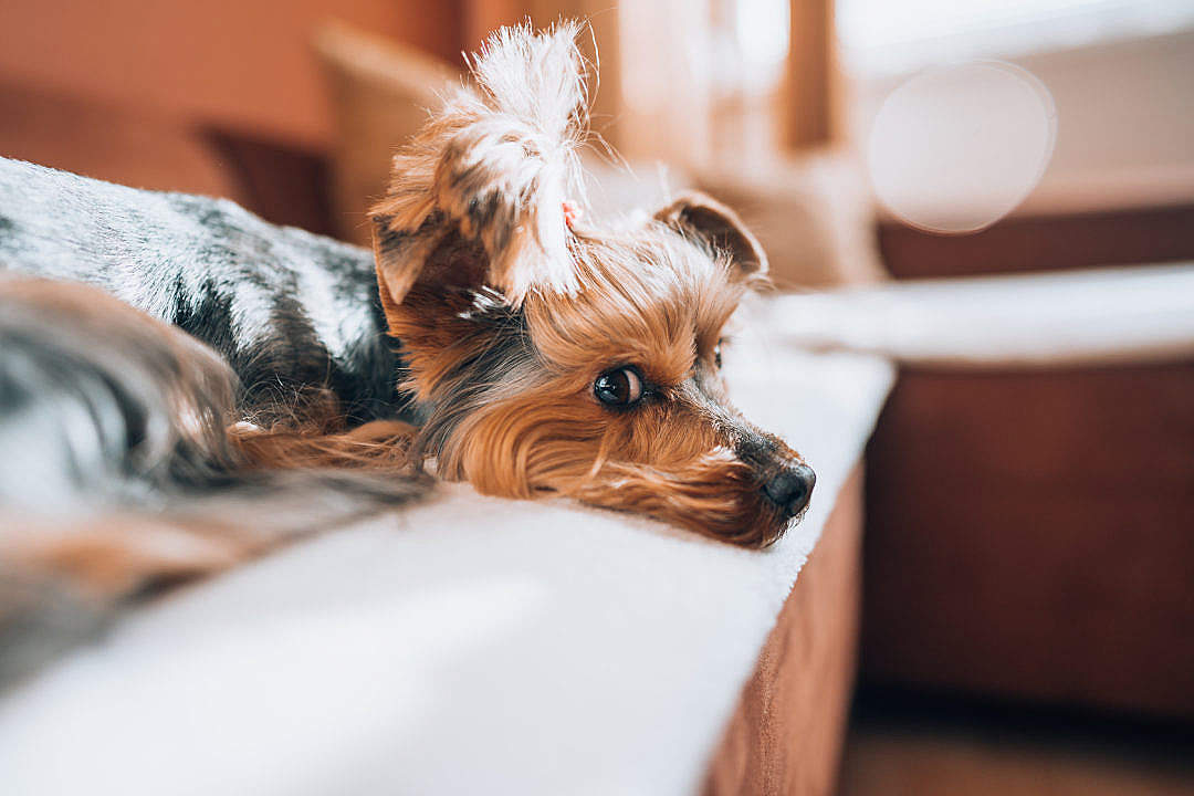 Cute Yorkshire-Terrier Relaxing on a Sofa in The Living Room