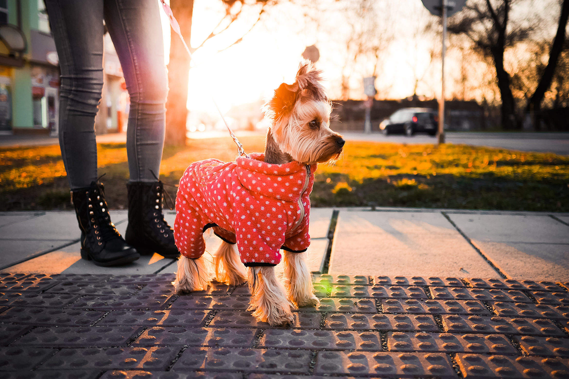 Cute Yorkshire Terrier with Clothes Free Stock Photo