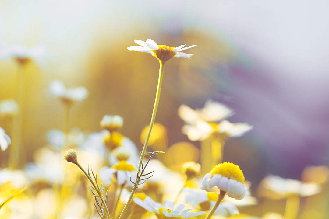 Download Daisy Flowers #5 FREE Stock Photo