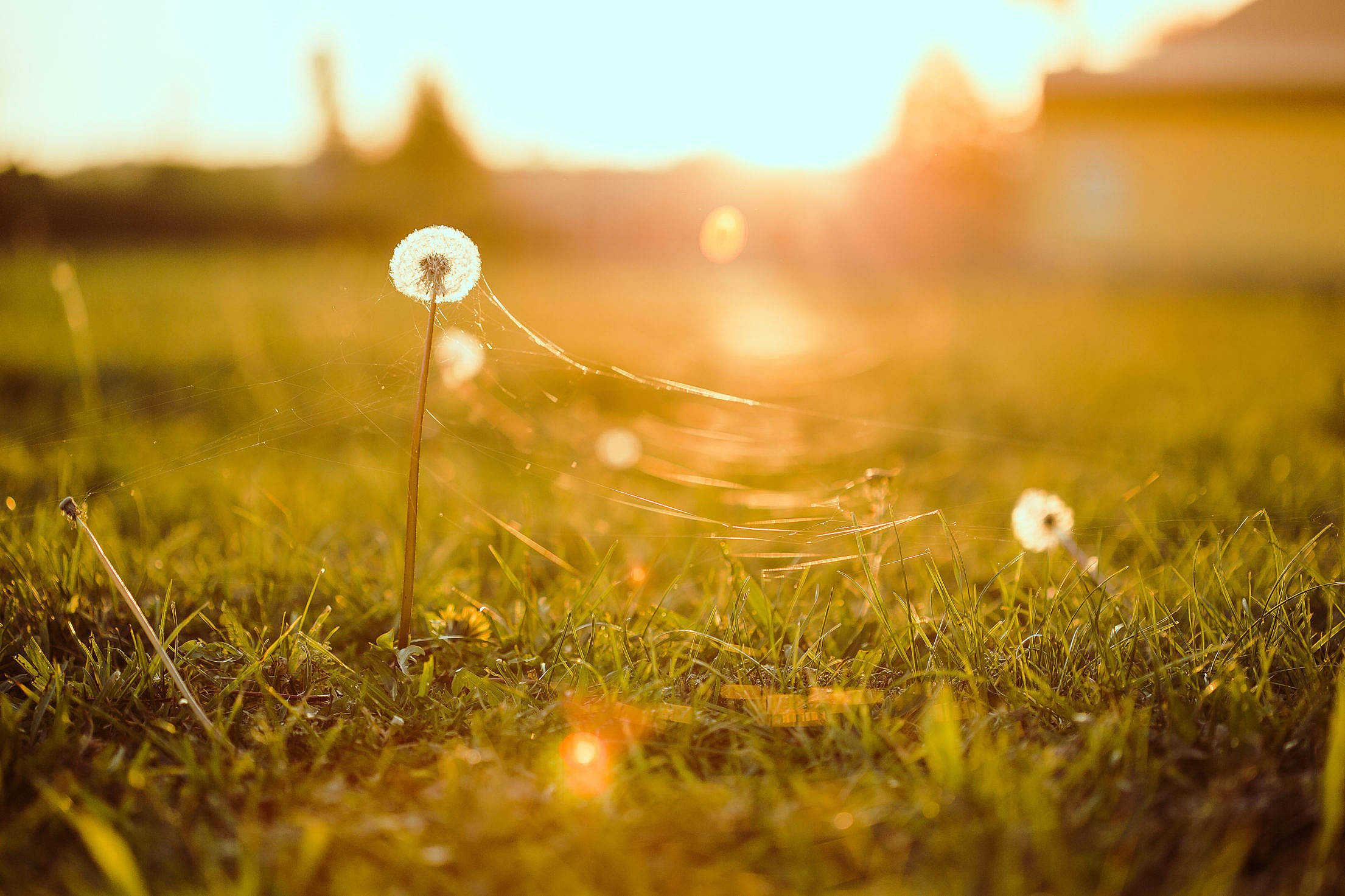 Dandelion With Cobweb Free Stock Photo 