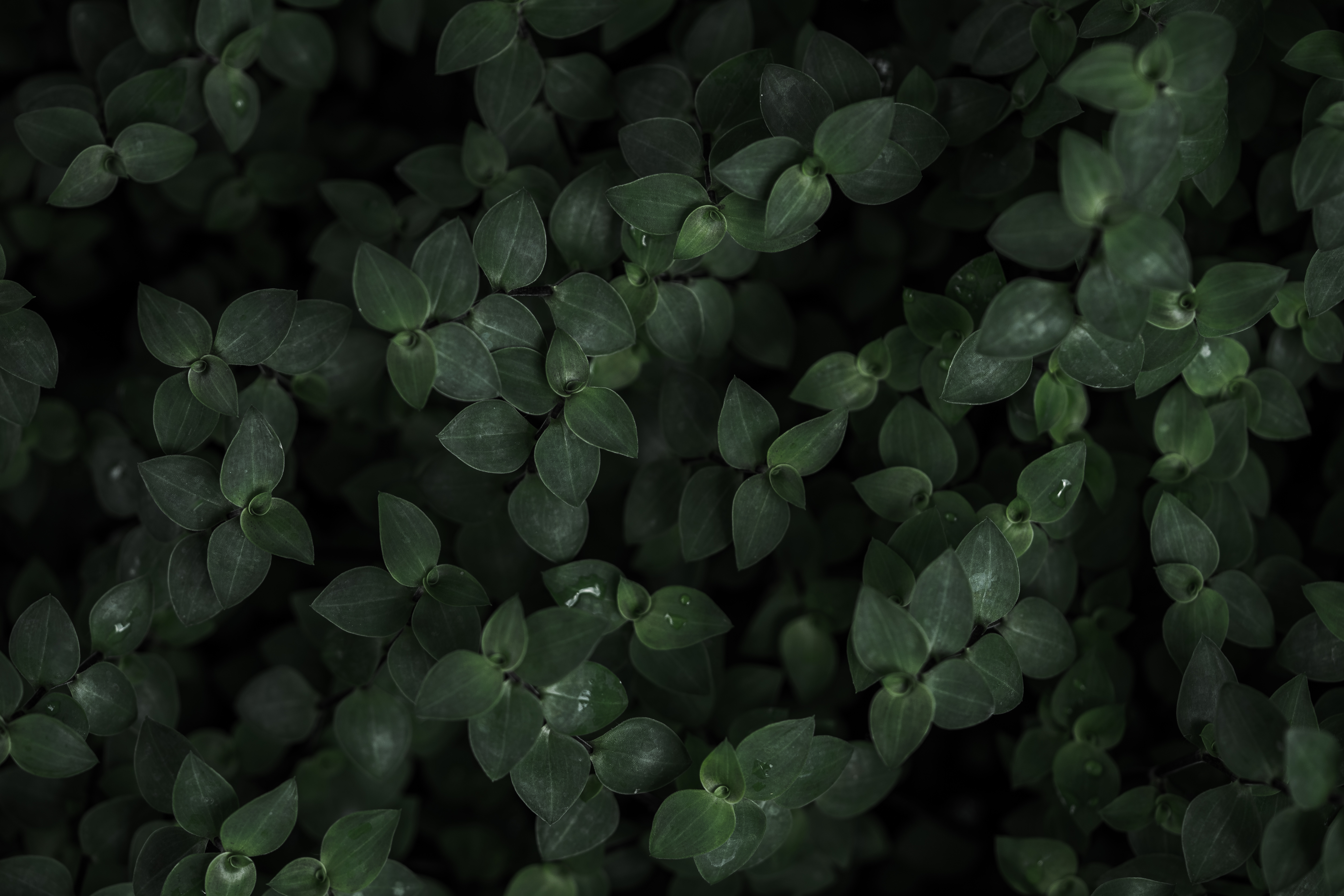 Plant Leaves Dark Wallpaper  720x1600