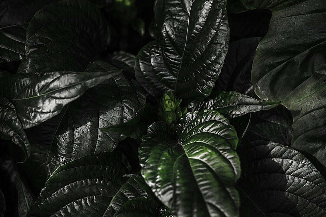 Dark Plant Leaves Background