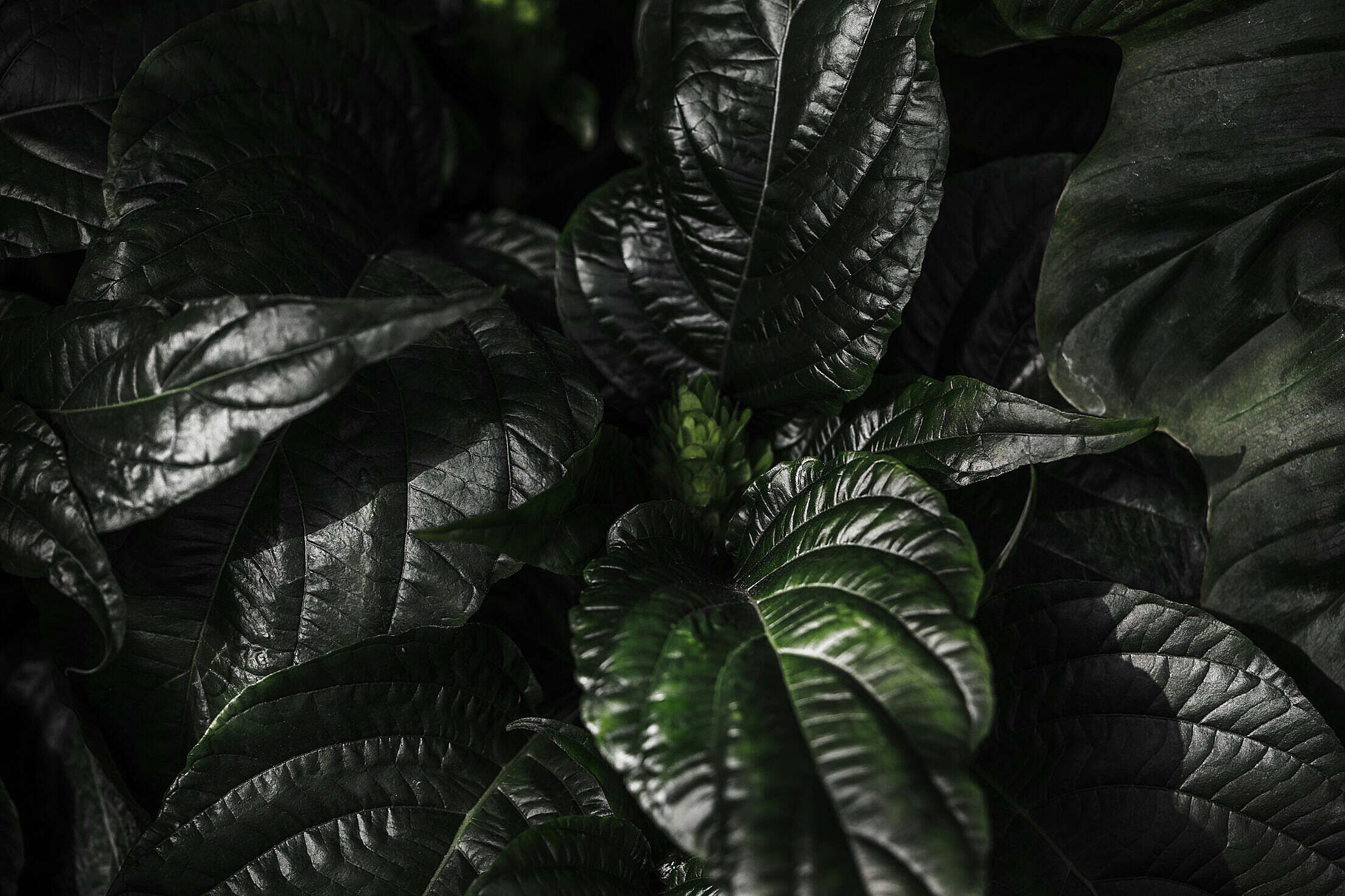 Dark Plant Leaves Background Free Stock Photo