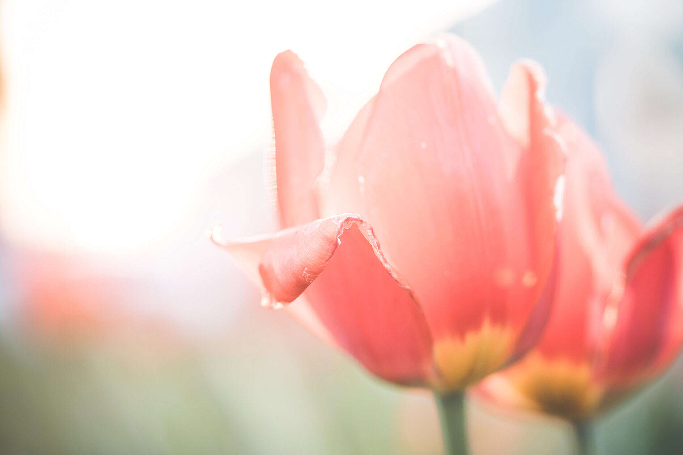 Desaturated Red Tulips Flower Close Up Free Stock Photo