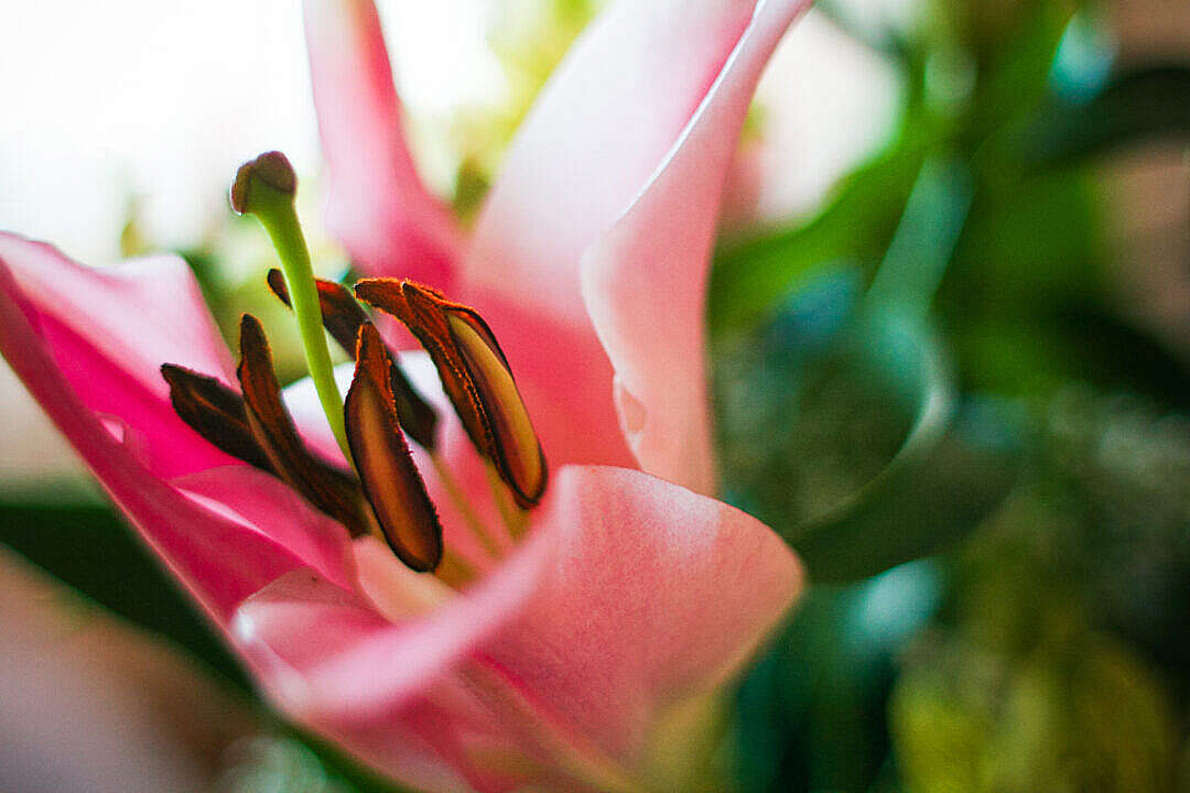 Download Detail of Pink Lily FREE Stock Photo