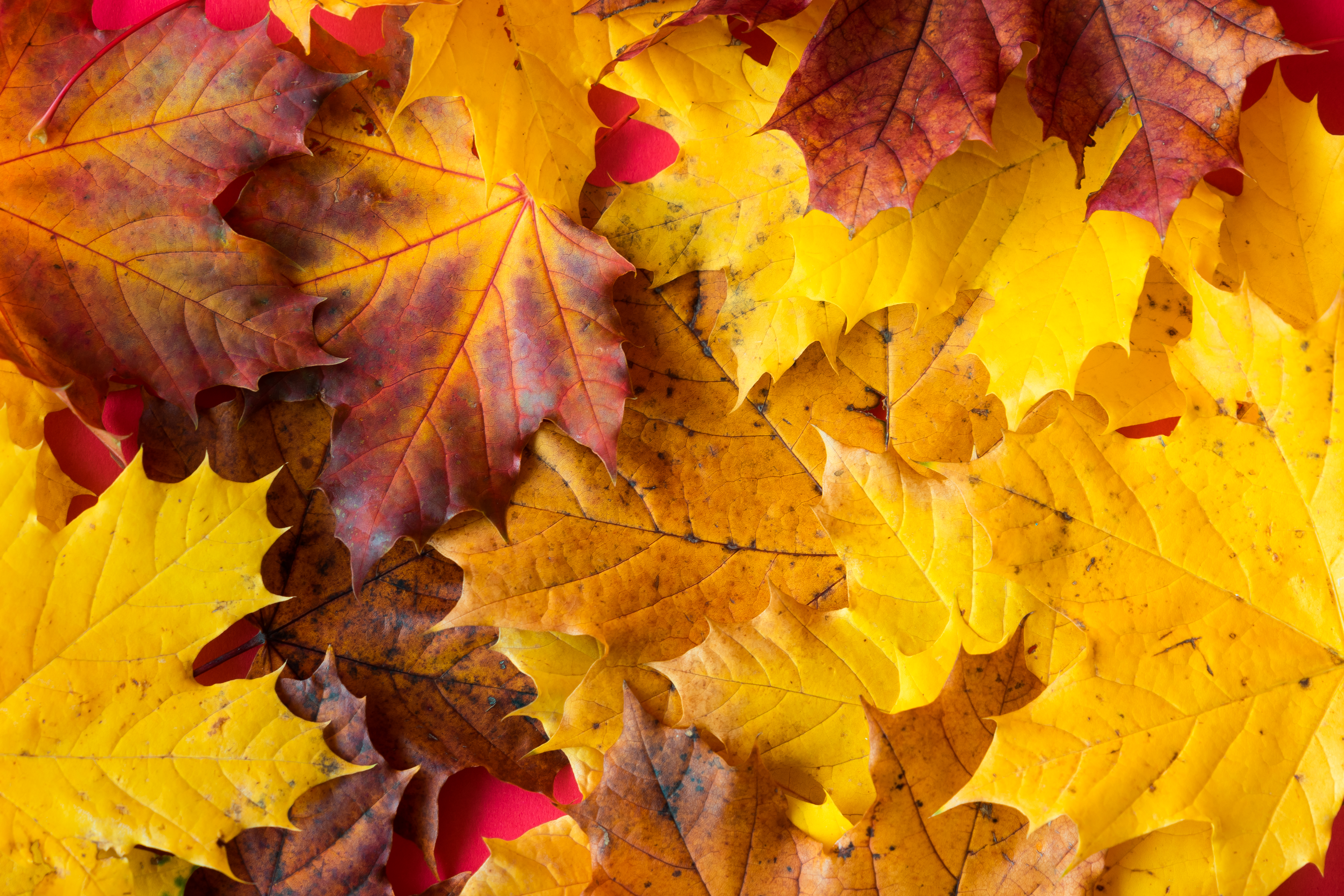 Autumn Leaves 4K Wallpapers  Wallpaper Cave