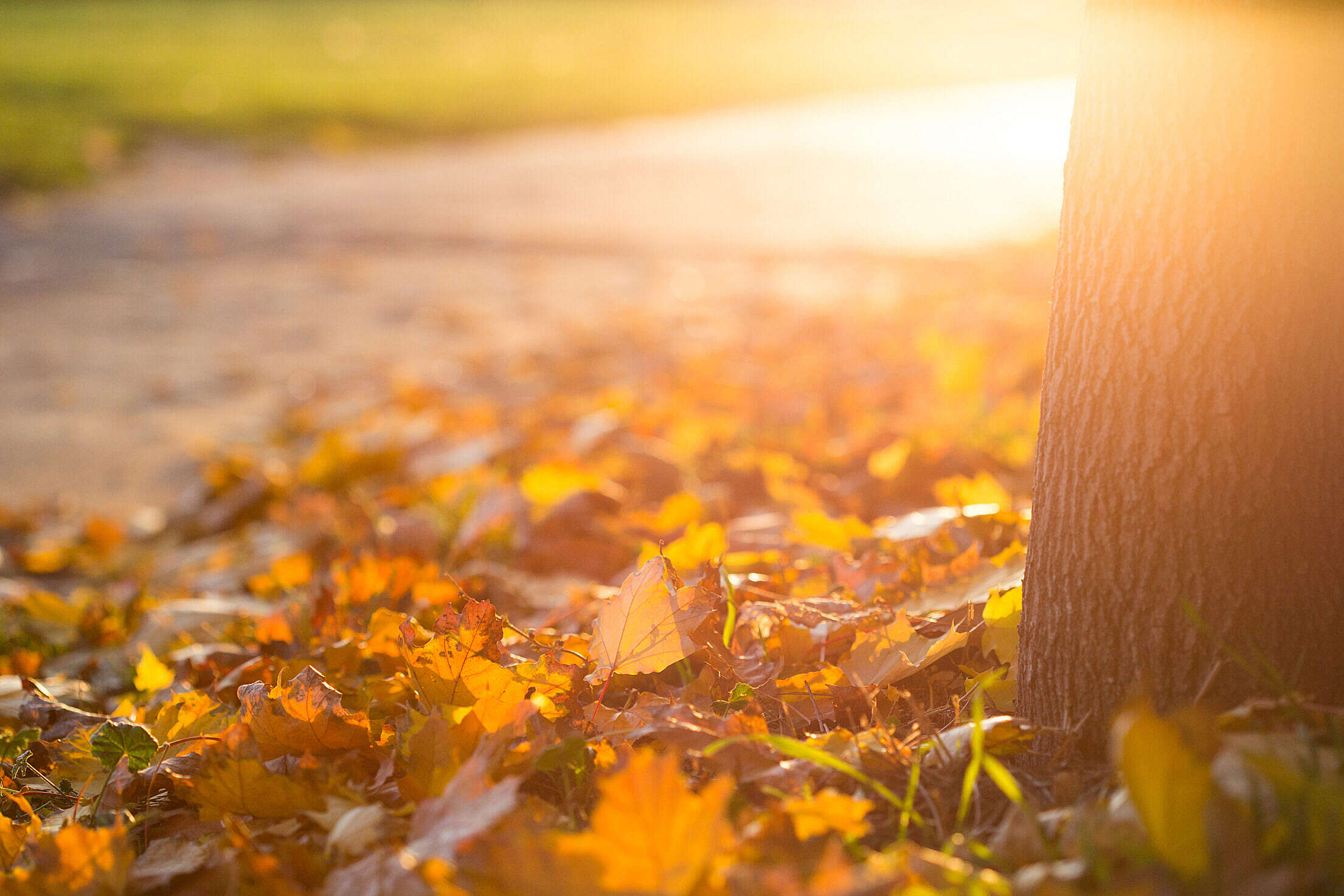 Fall Autumn Leaves on the Ground Free Stock Photo