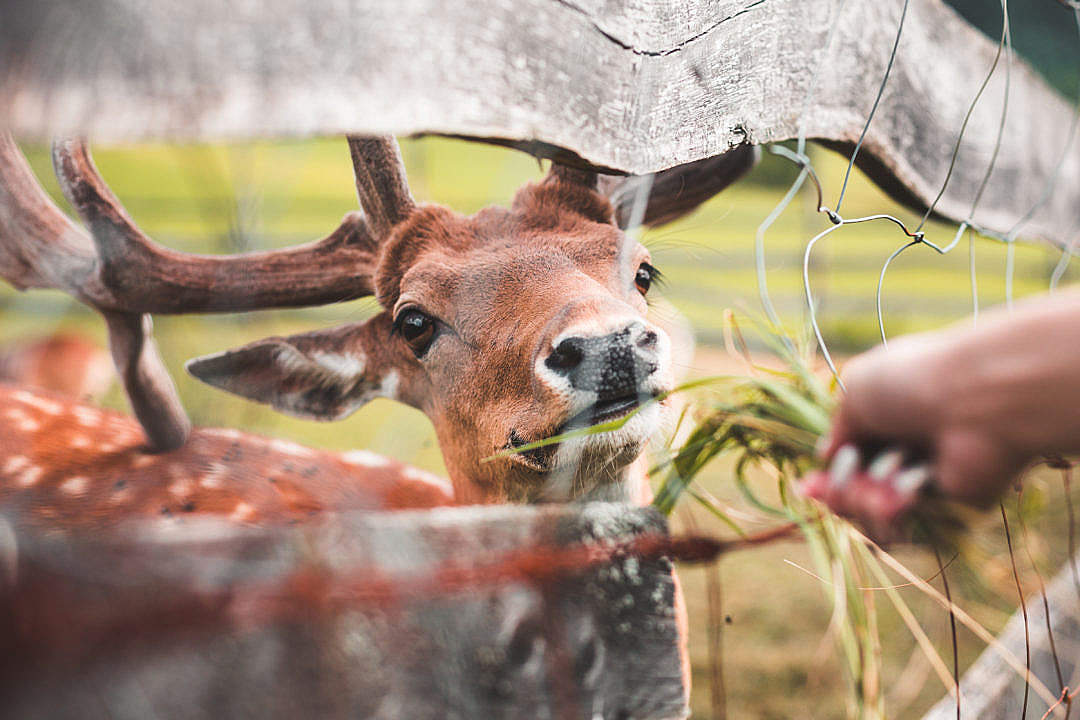 Download Feeding a Deer FREE Stock Photo
