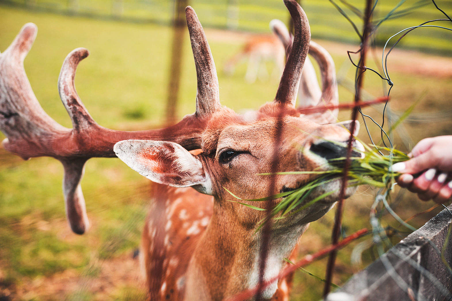 feeding-a-deer-by-hand-free-stock-photo-picjumbo