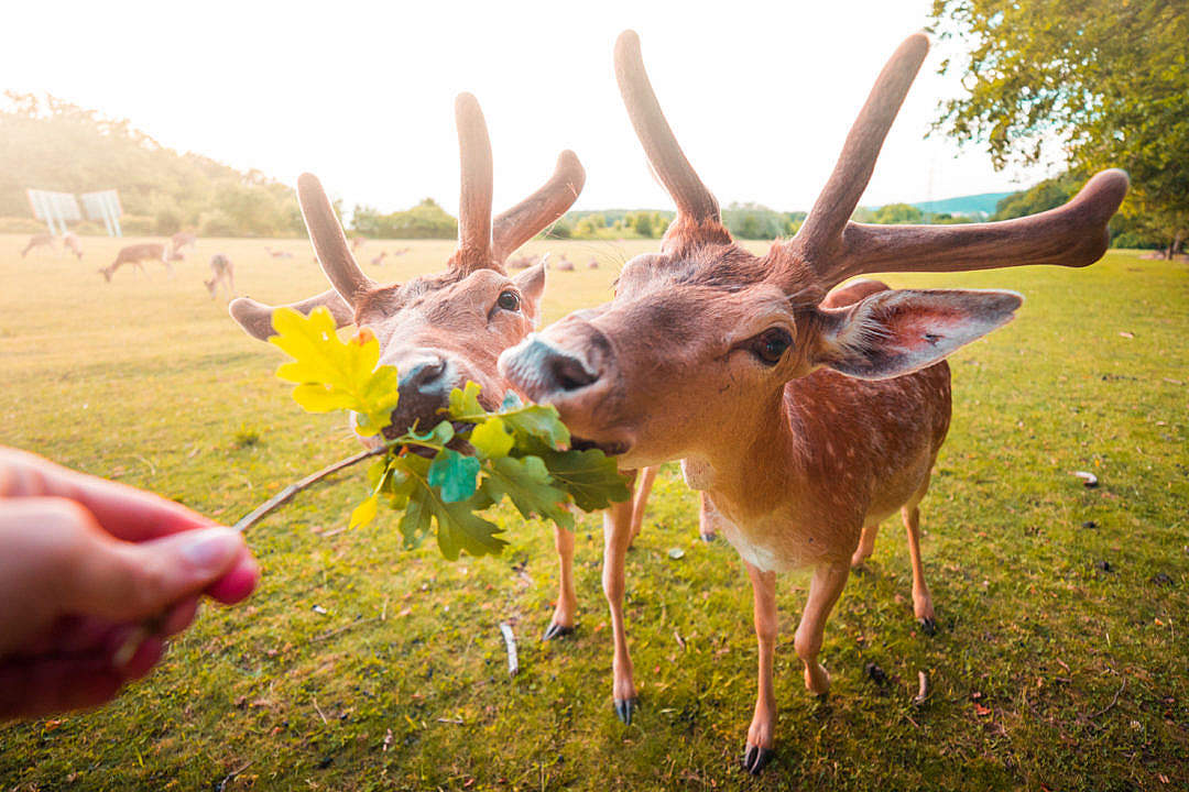 Download Feeding Fallow Deer by Hand FREE Stock Photo