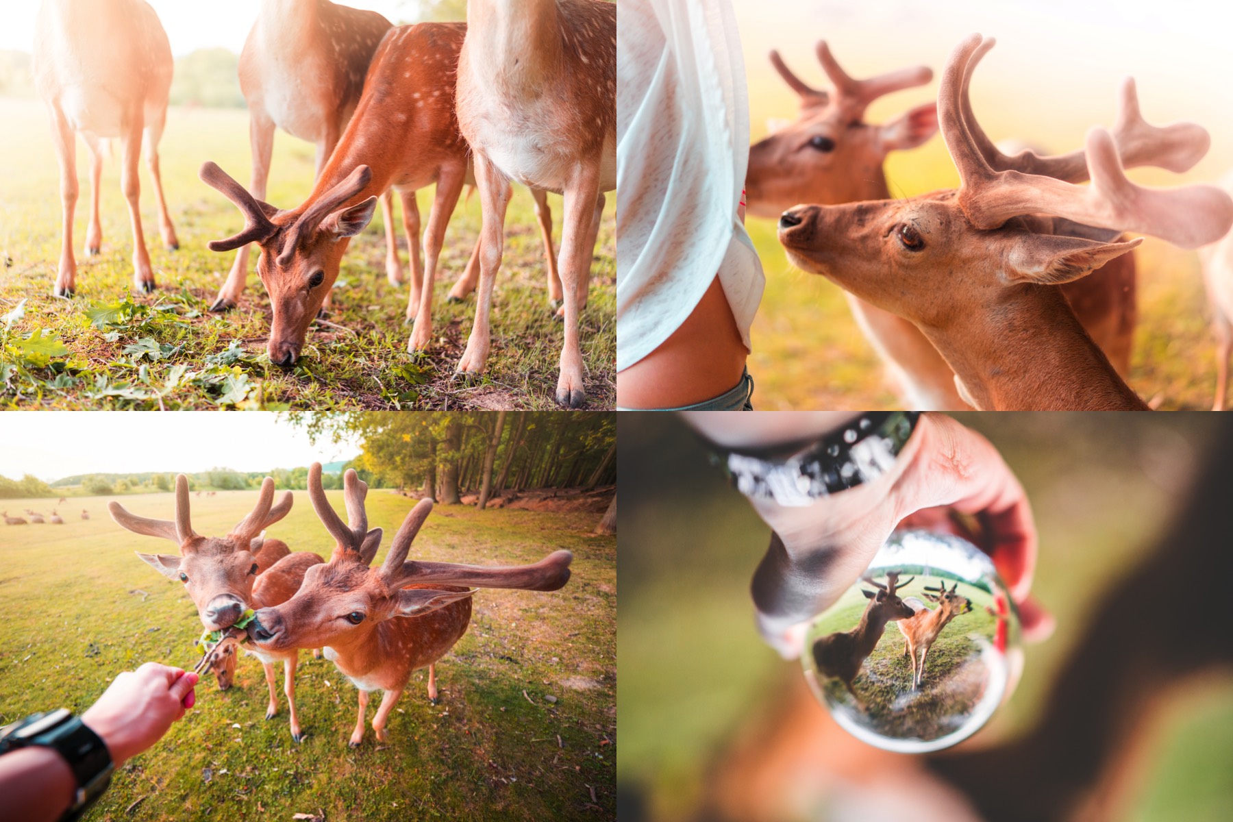 fellow deer preview 1