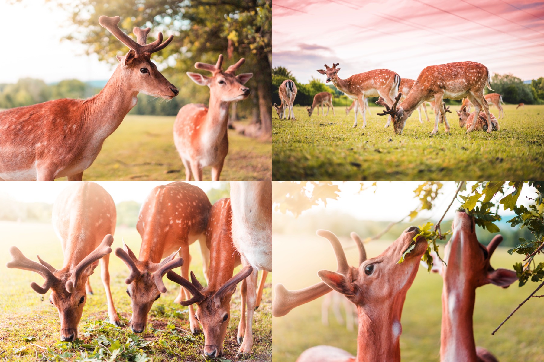 fellow deer preview 2